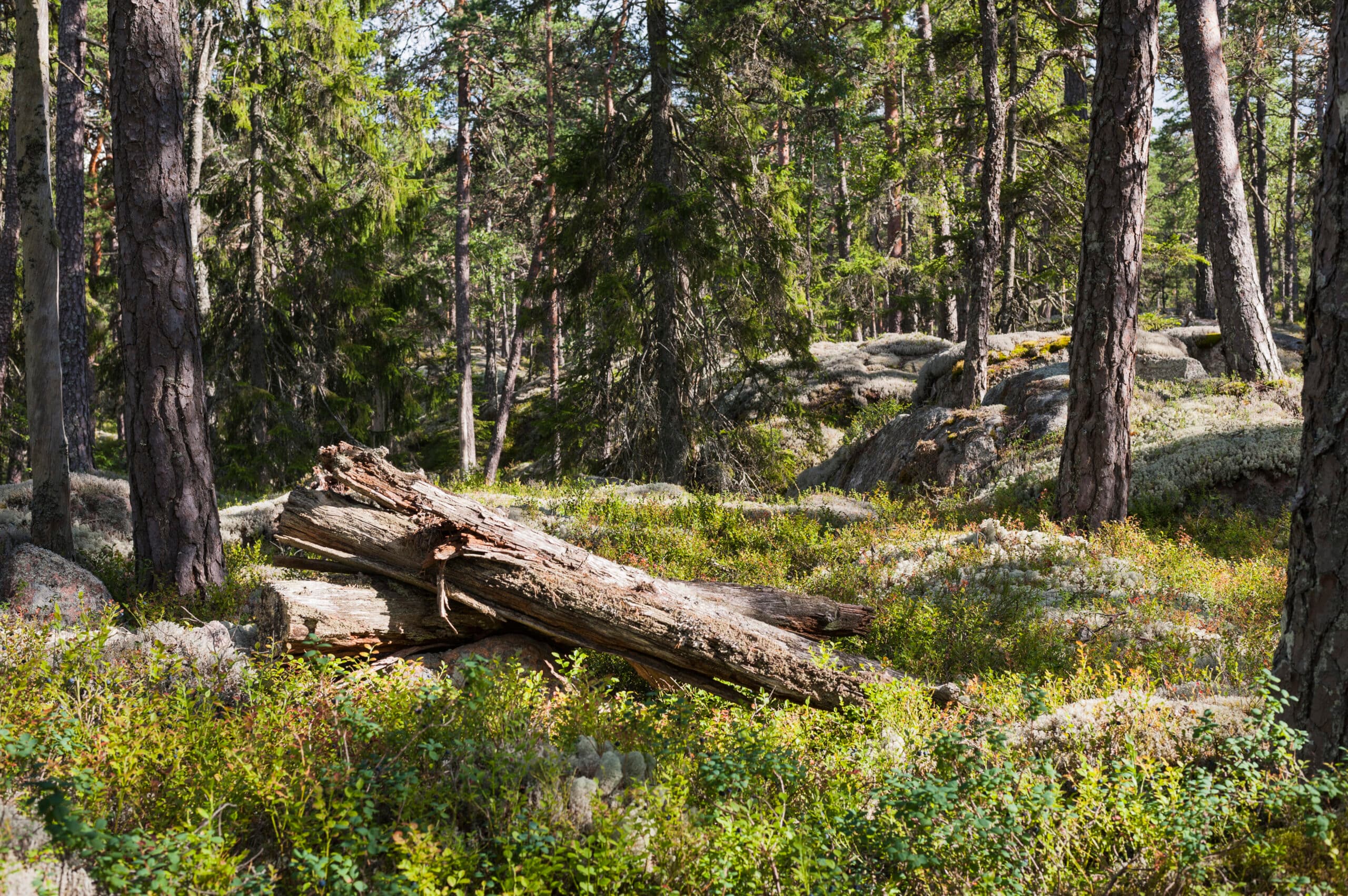 tall,träd,barrträd,berghäll,berghällar,res,skogsbruk