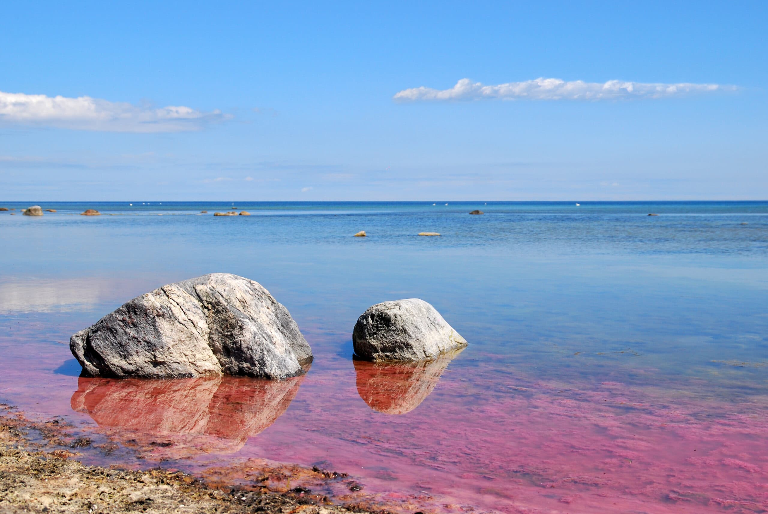 alger,algblomning,östersjön,strand,rosa,vatten,strand,stenar