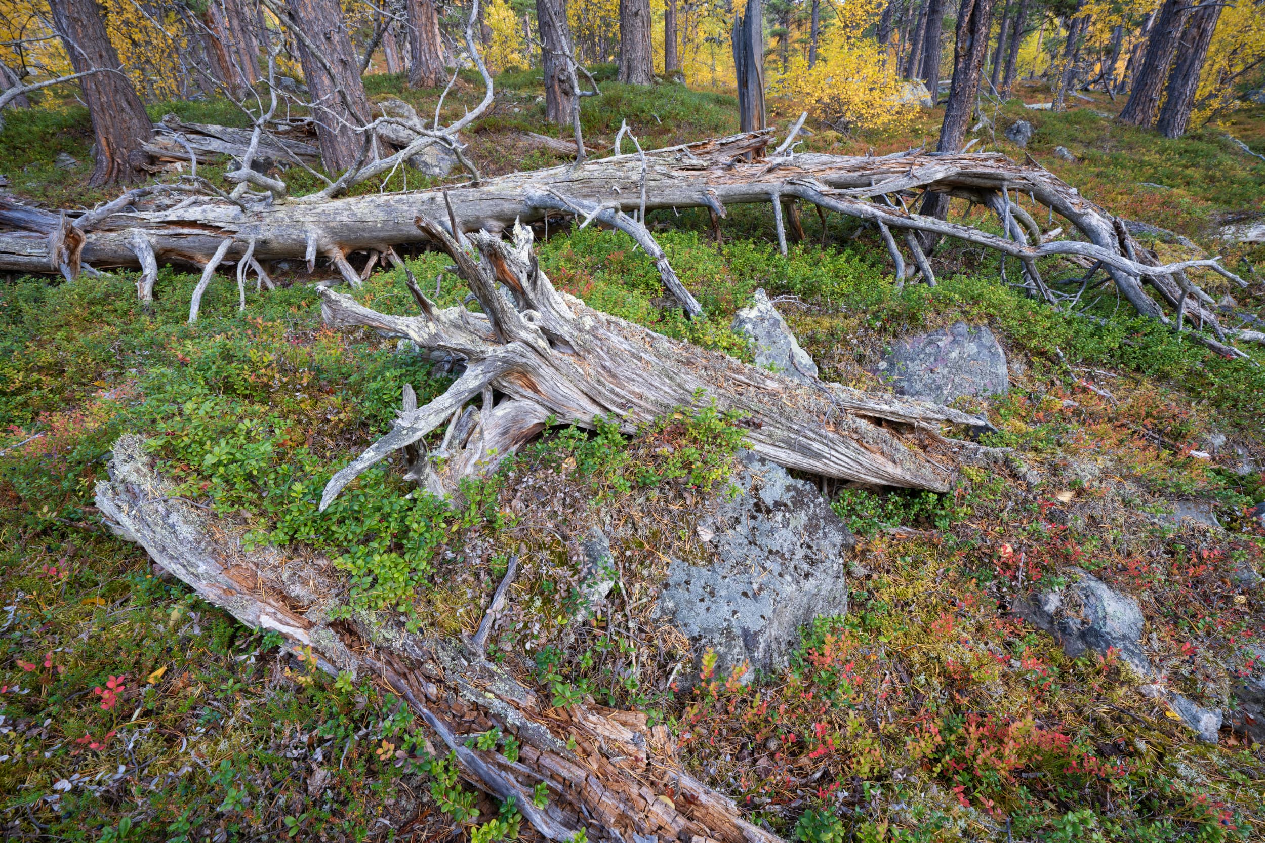 Gammal skog.