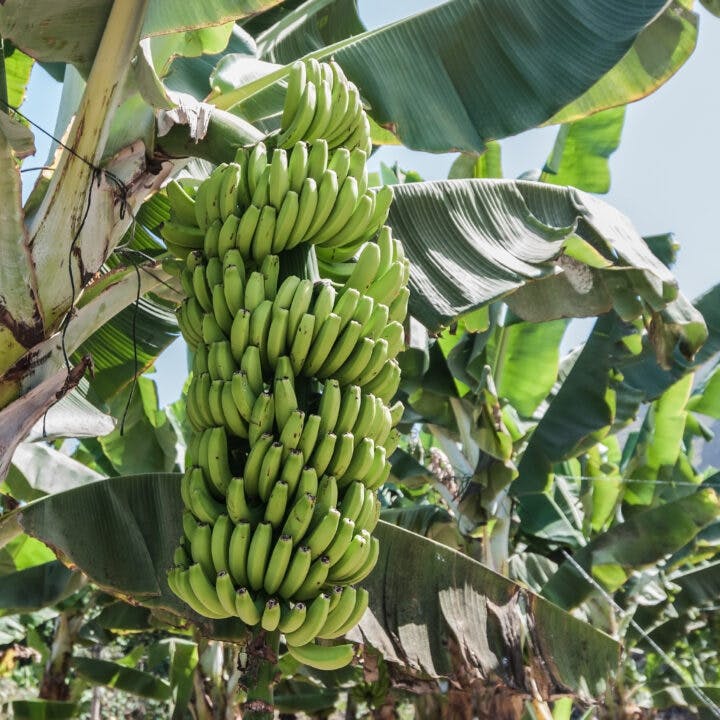 Hur odlas bananer?. Bananklase på bananträd.