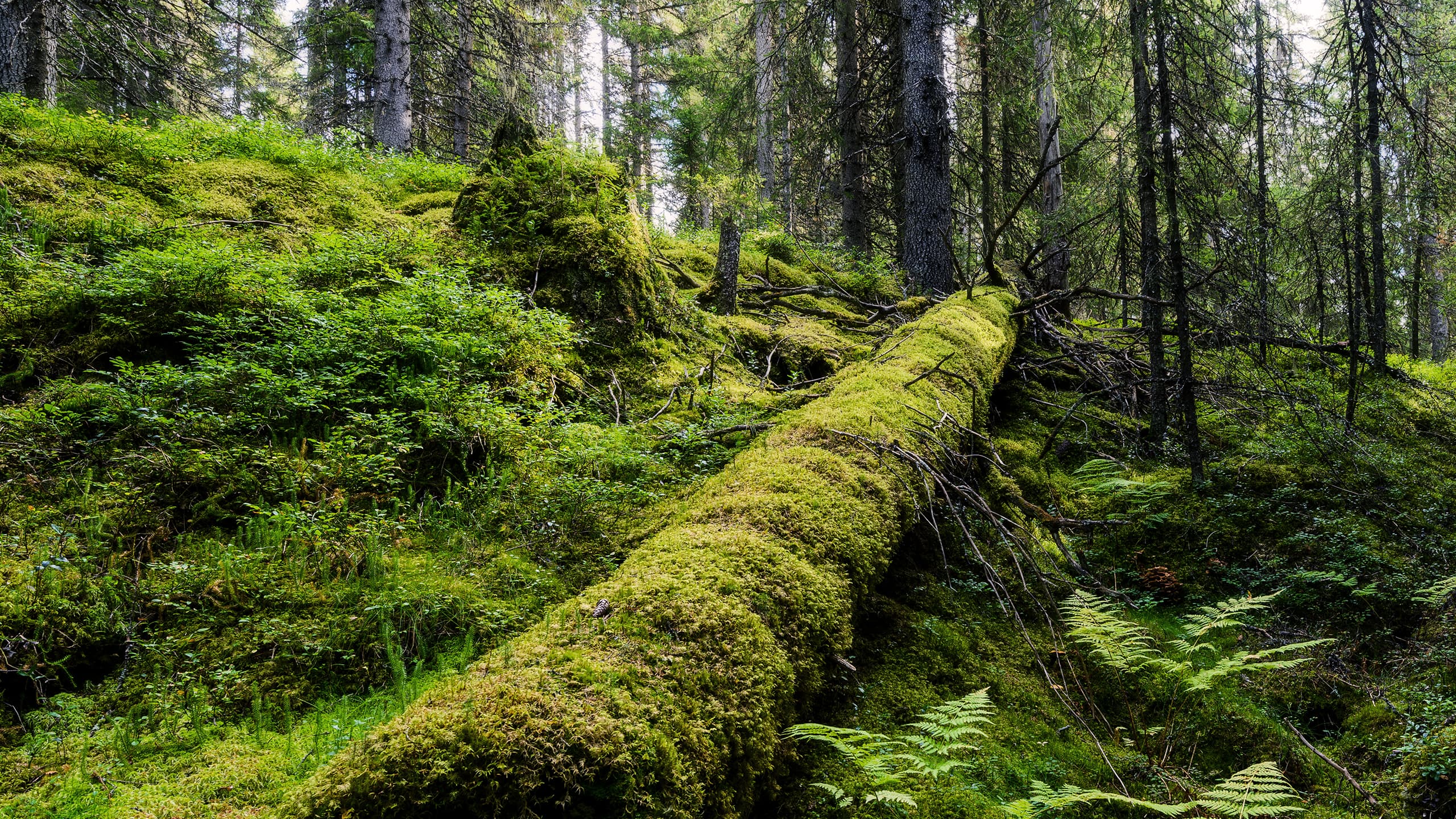 mossa, skog, stam, gammal skog, död ved, övervuxen, trädstam, grön, grönt,