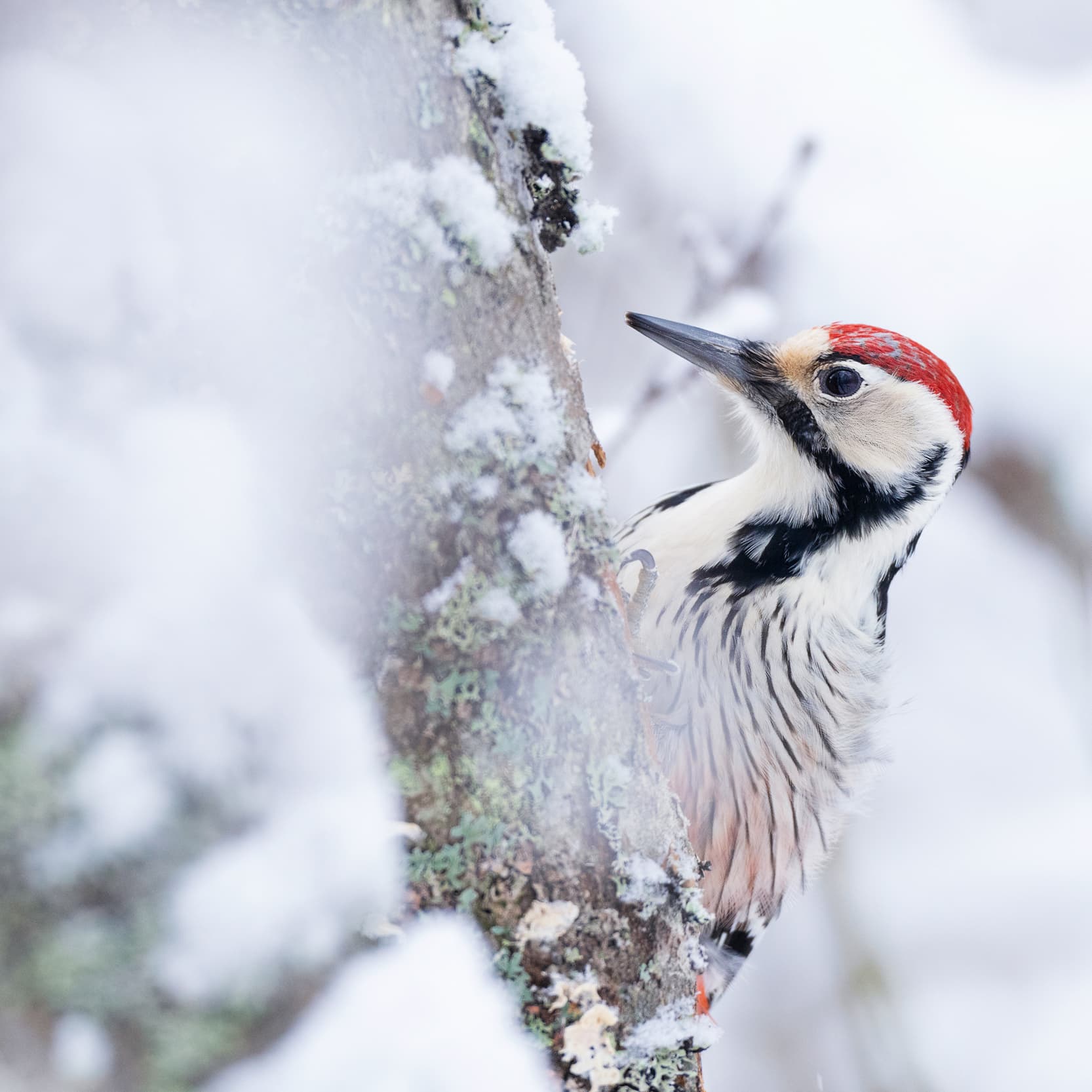 vitrygg,snö,träd,skog,närbild