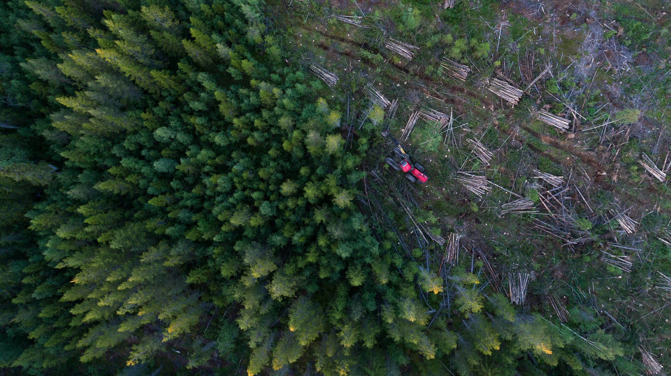 träd, skog, maskin, grön, avskogning, djur, liv, natur