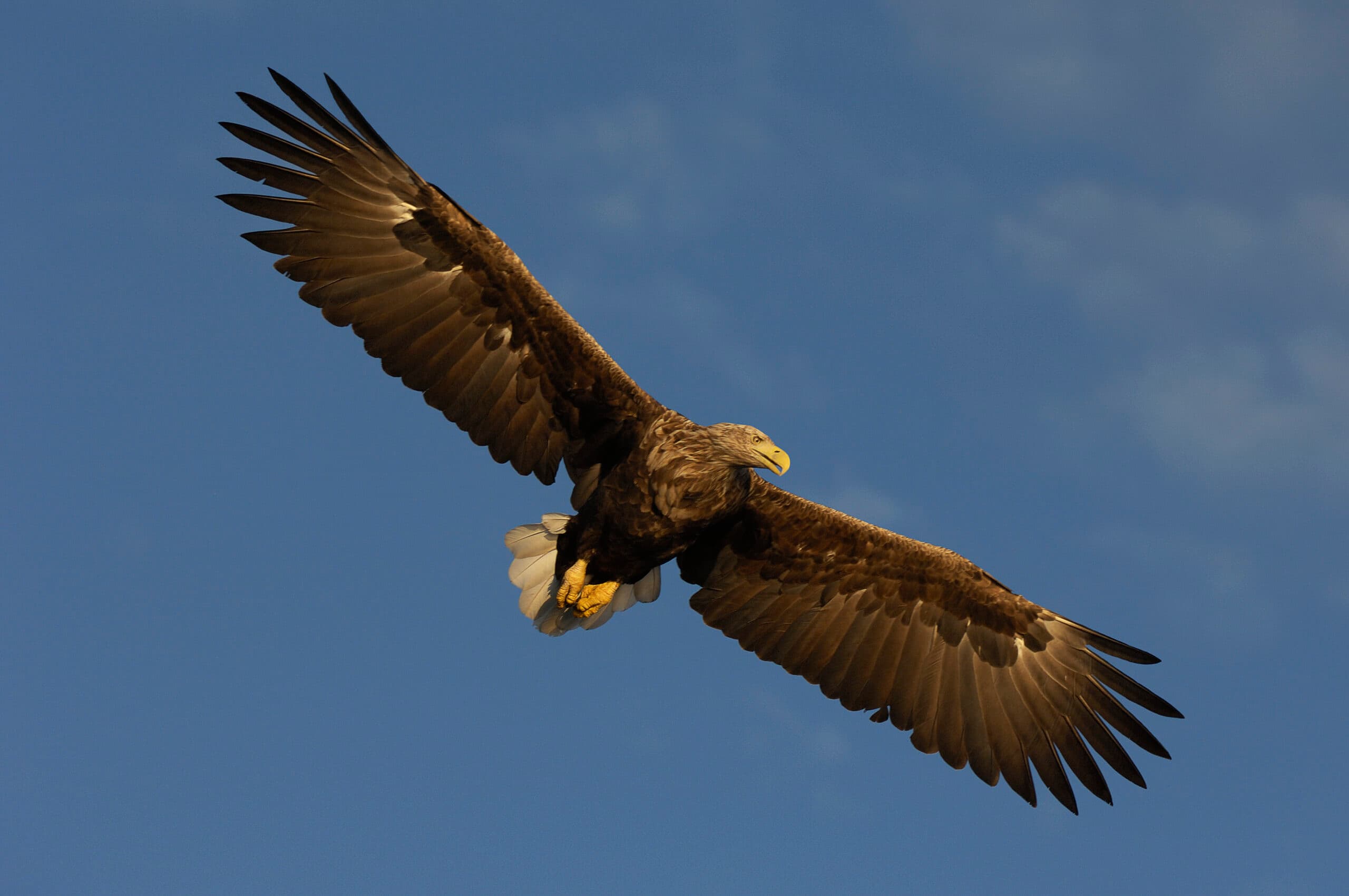 fågel,blå,örn,rovfågelbird, bird of prey, Haliaeetus albicilla, horizontal, Nord-Trondelag, Norway, Photoshelter, summer