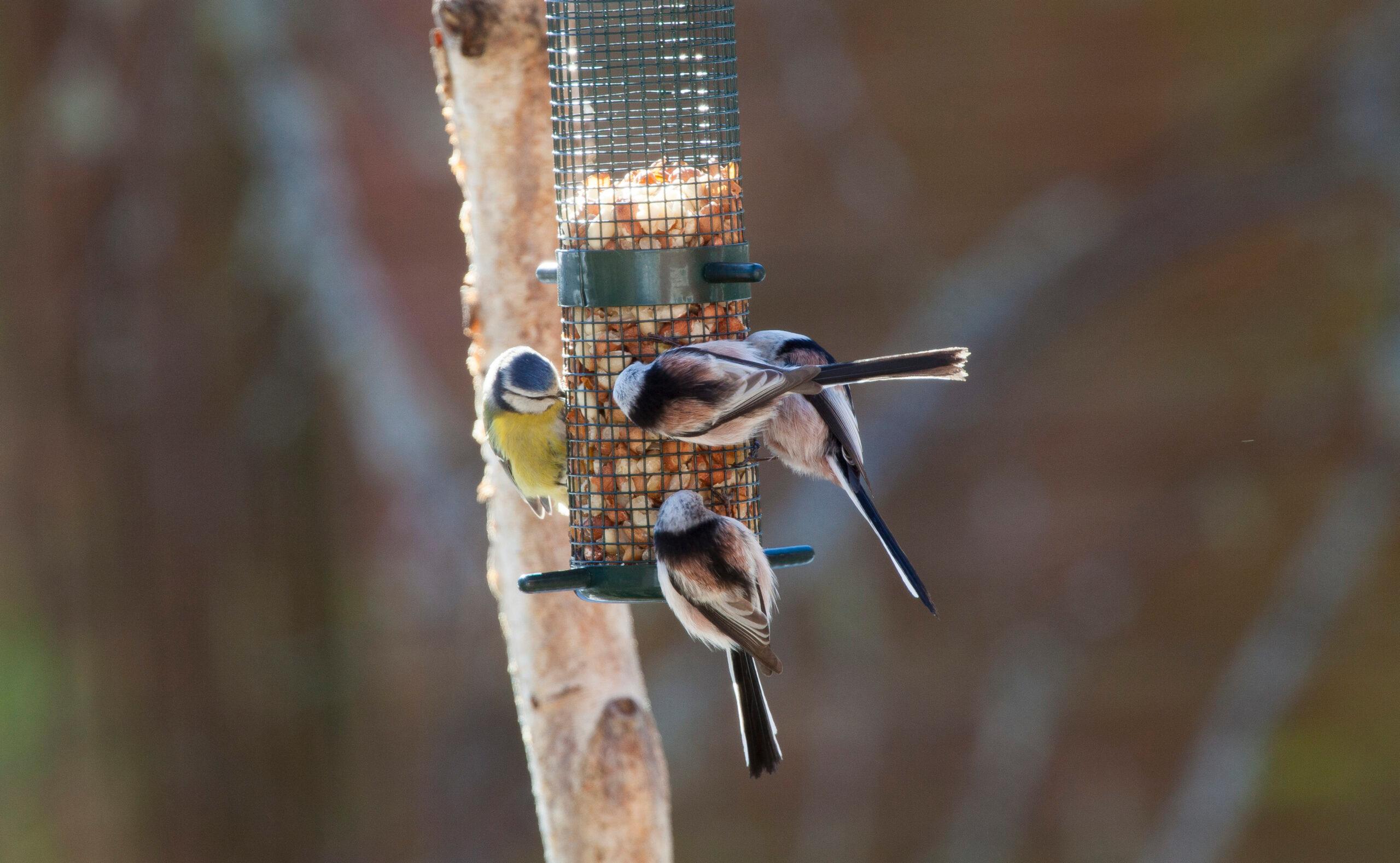 Fåglar vid fågelmatare. Så hjälper du fåglarna i vinter, fågelmat, Flockfågel, Mesar, Fågel, Fåglar, Stjärtmes, Blåmes, Fågelbord