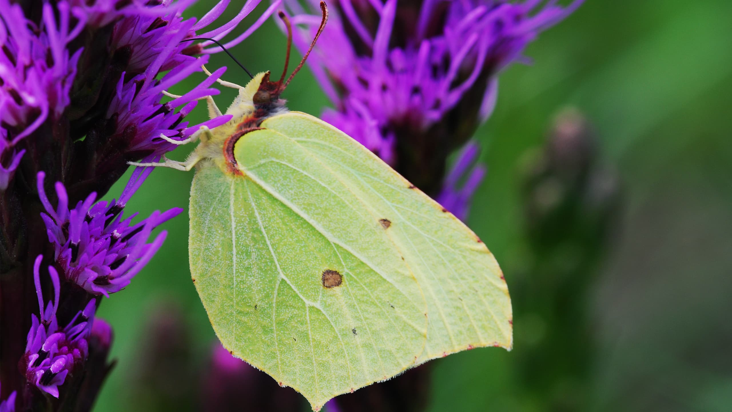 fjäril, citronfjäril, pollinatör, pollinering