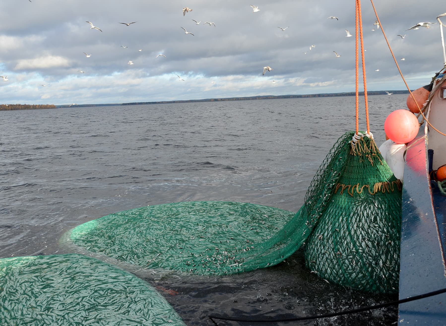 fiske,nät,fiskenät,siklöja,östersjön