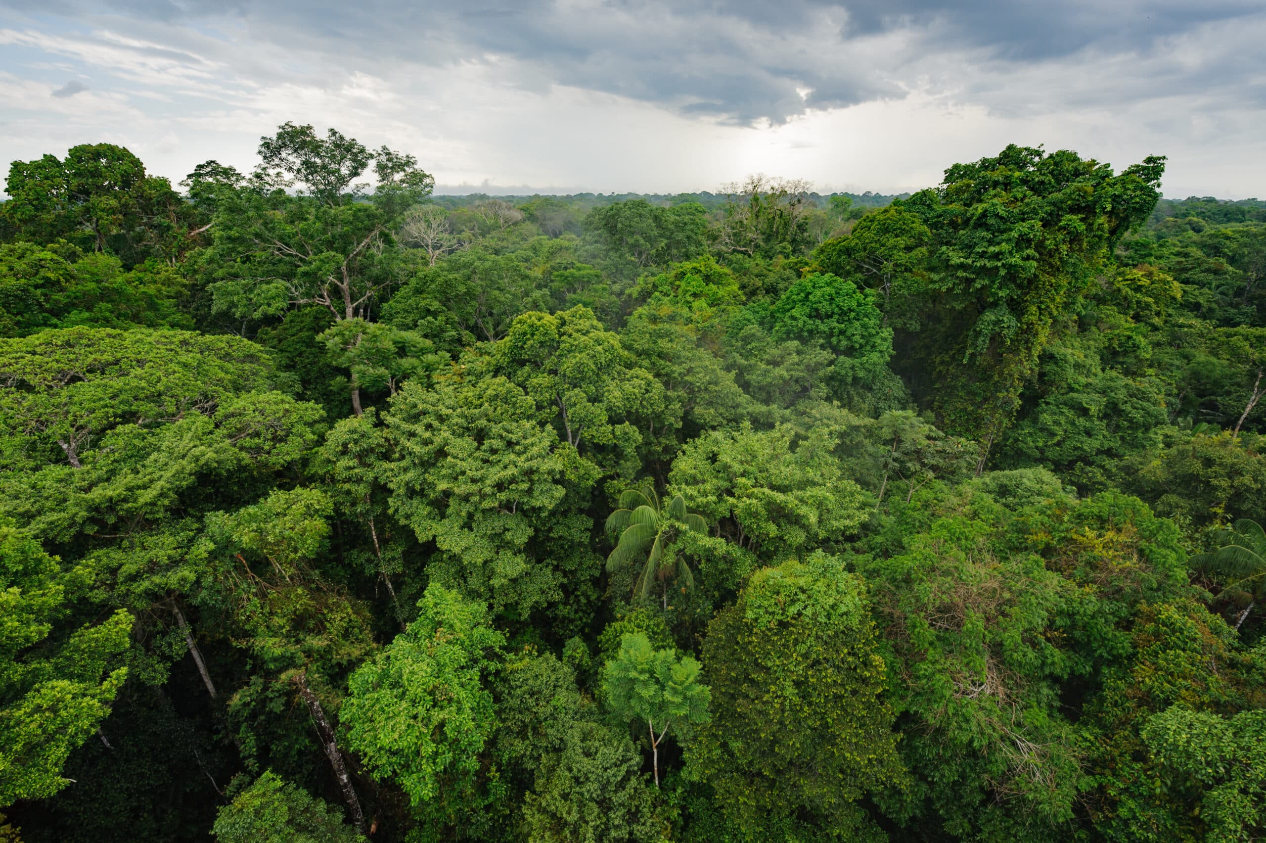 Amazonas, Regnskog, Tropisk skog, Skog, Träd, Grönska, Grön, Vy, Peru