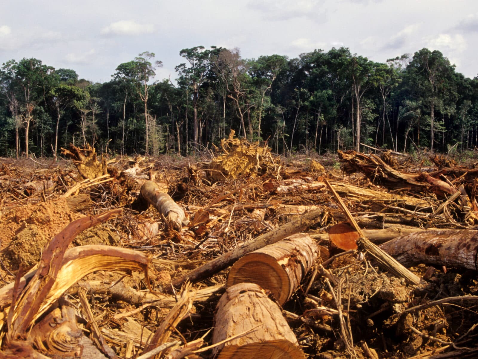 Rainforest, Photography, No People, Fallen Tree, Global Warming, Glade, Lumber Industry, Timber, Amazon Rainforest, Tropical Rainforest, Deforestation, Avskogning, Amazonas, Regnskog, Avverkning, Exploatering