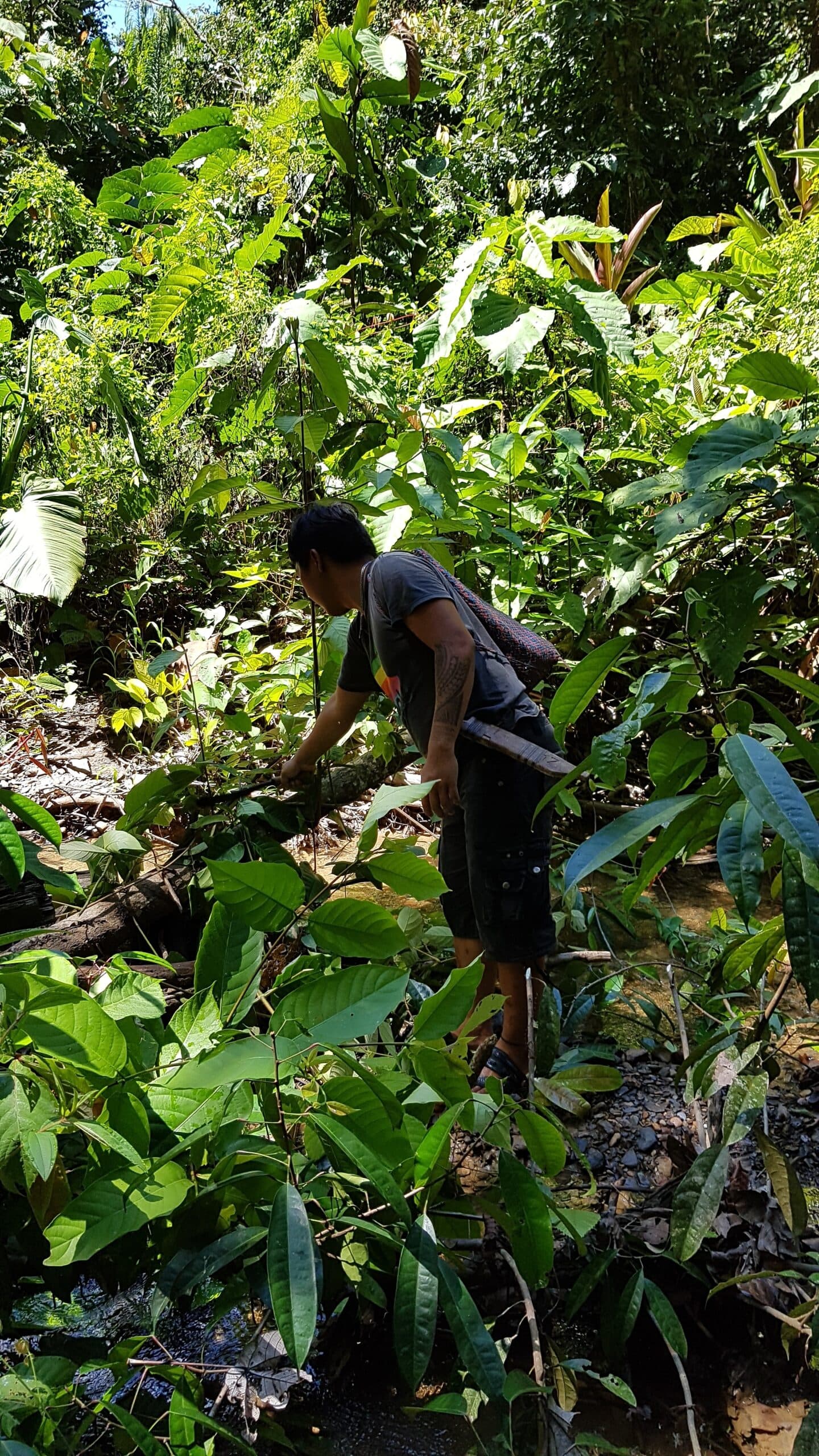 Malaysia, NFTP, Samarbetsorganisation, Skog, Regnskog