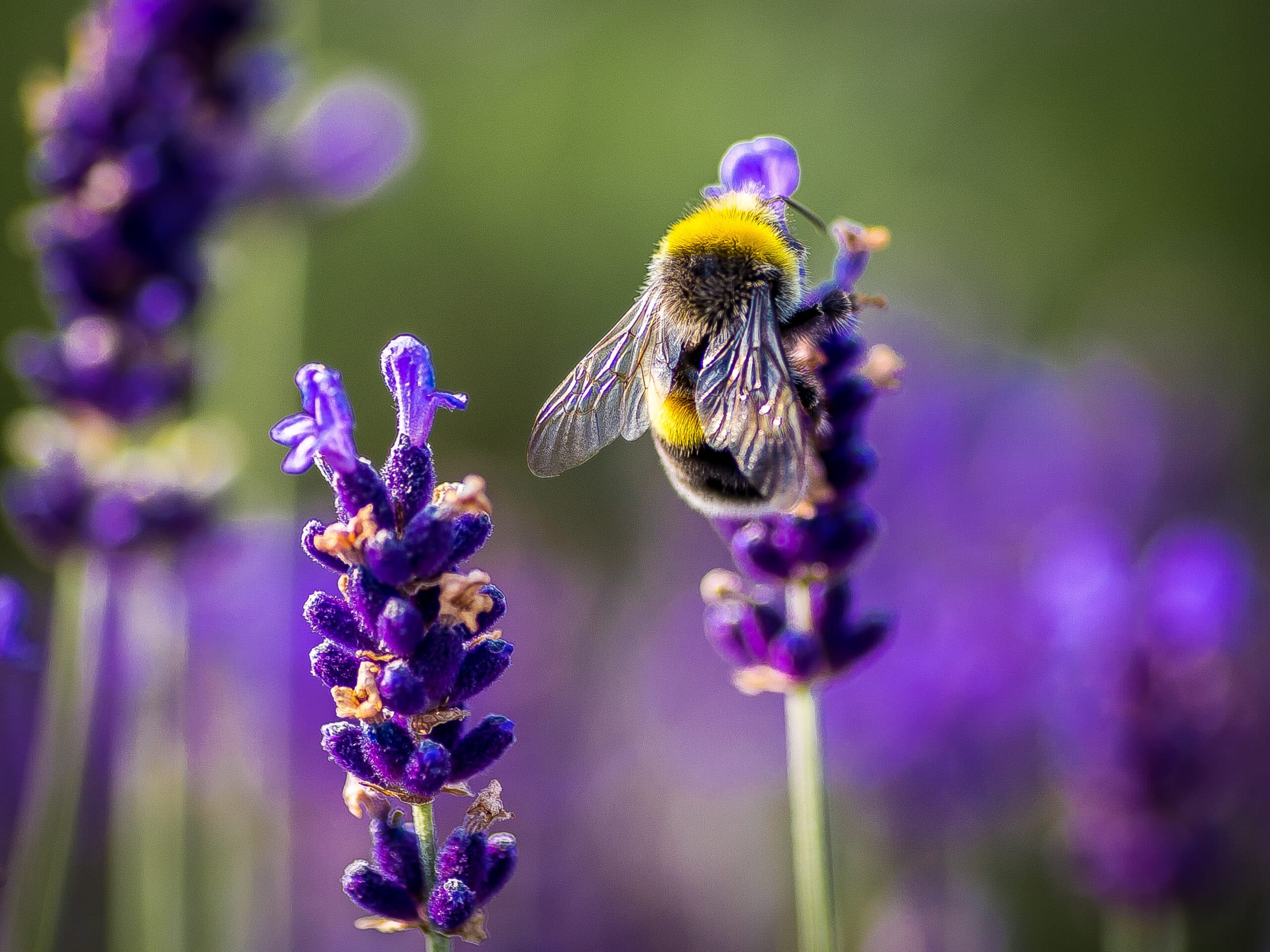 Djurliv, Djur i naturen, Naturens skönhet, Humla, Närbild, Dag, Blomma, Fräschör, Insekt, Lavendel, Naturen, Inga människor, Ett djur, Utomhus, Växt, Växtstam, Selektivt fokus, Solljus