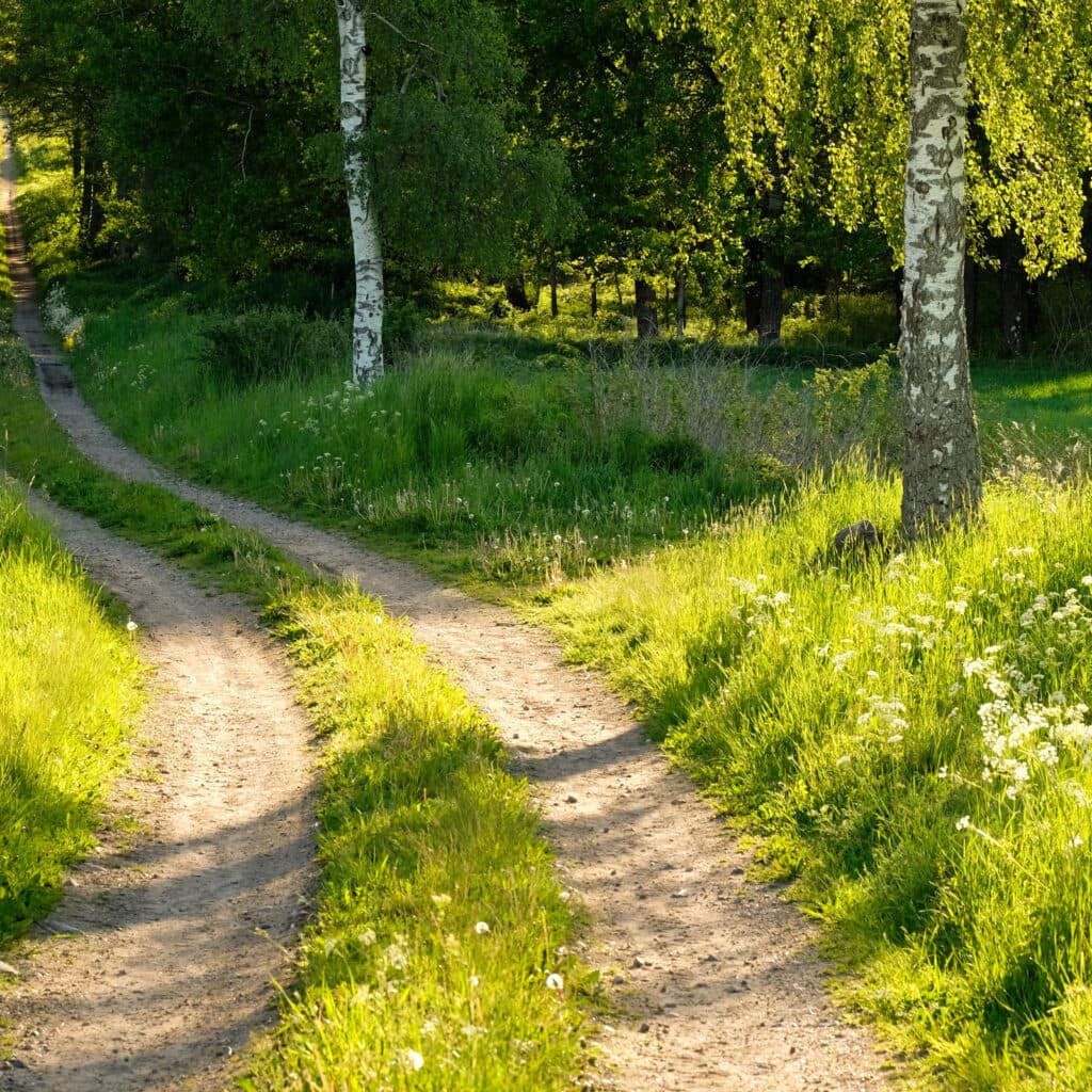 skog,väg,grön,grusväg,gräs,träd,björk,sommar,blommor