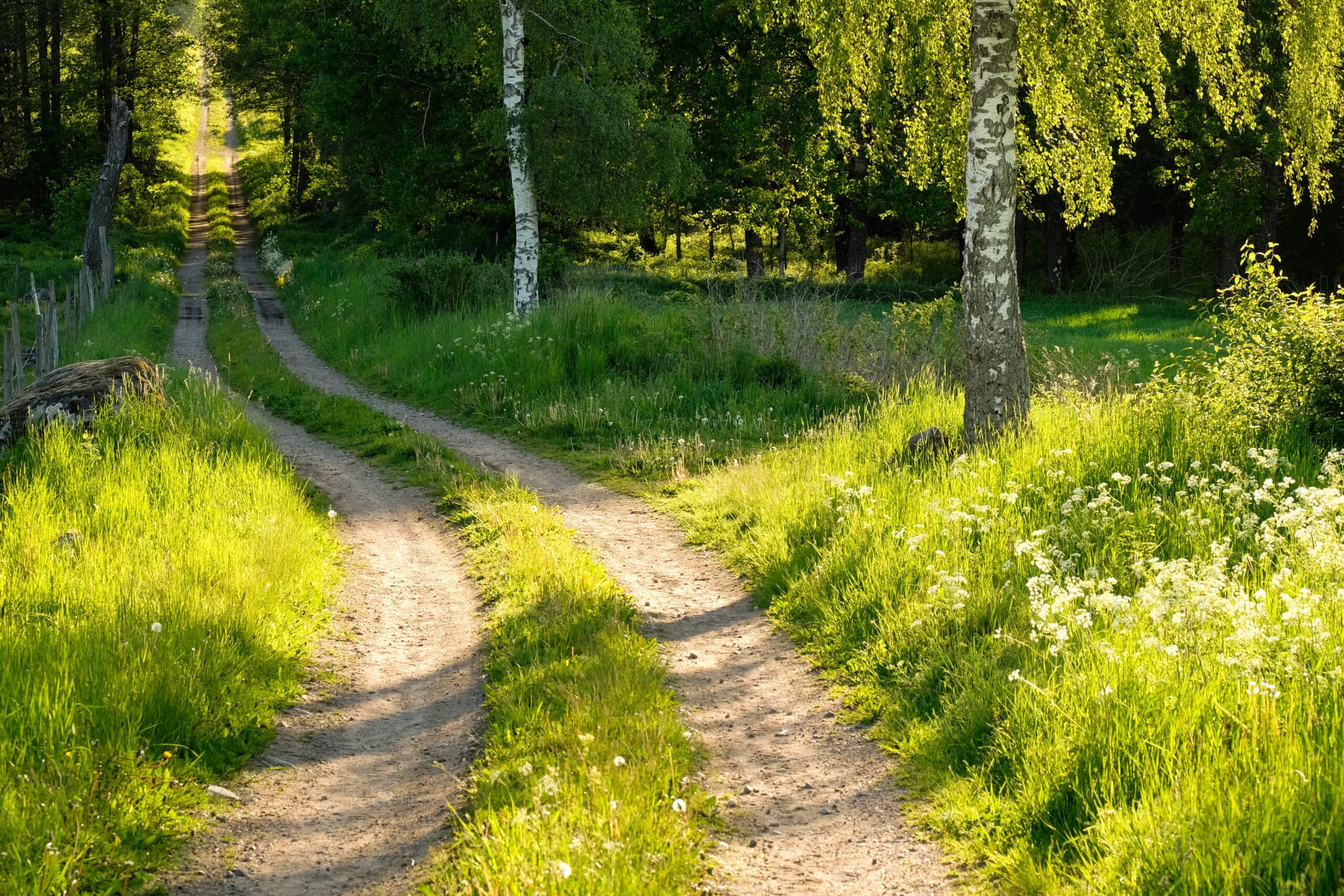 skog,väg,grön,grusväg,gräs,träd,björk,sommar,blommor