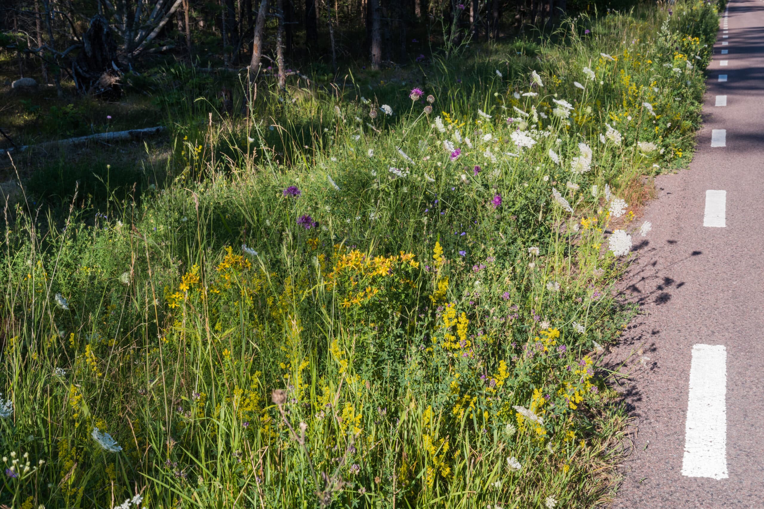 vildblommor, vilda blommor, vilda, visa, ogräs, solbelyst, natursköna, prydnads, landskap, grön, blommor, flora, dekorativa, landsbygd, närbild, blommande, blomma, vacker, bakgrund