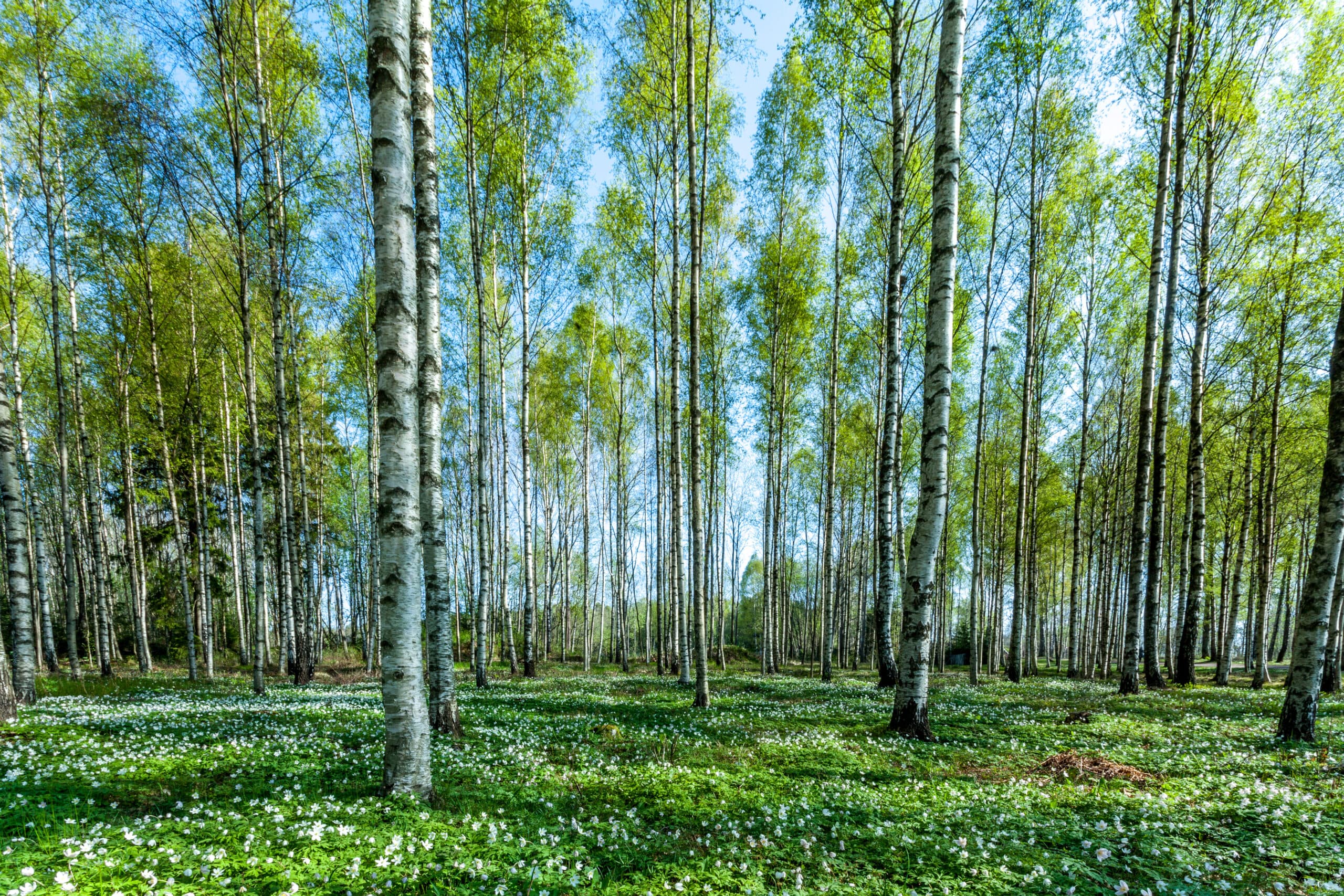 björk,skog,vitsippor,vår,grön