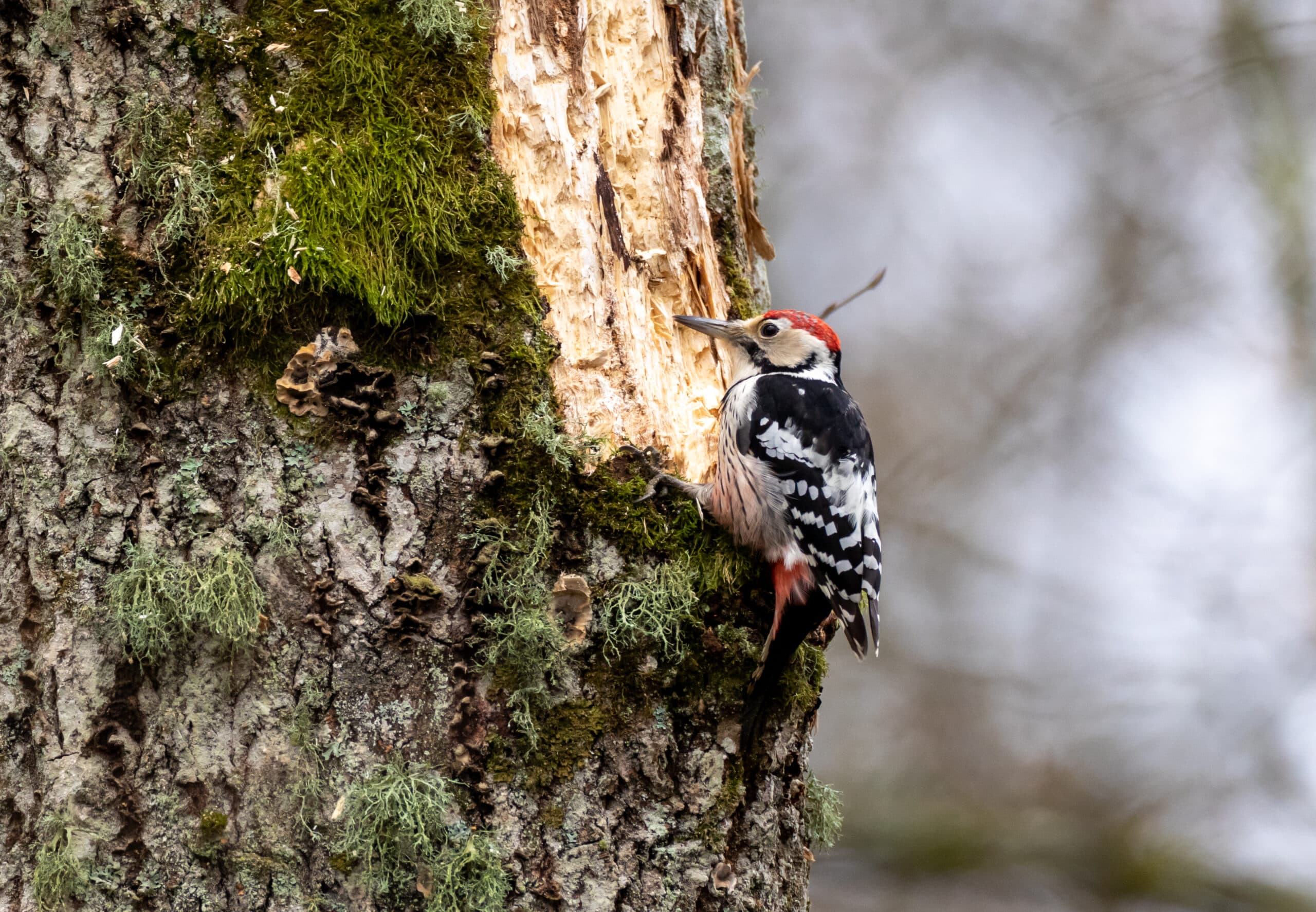 white-backed woodpecker, dendrocopos leucotos, vitryggad hackspett