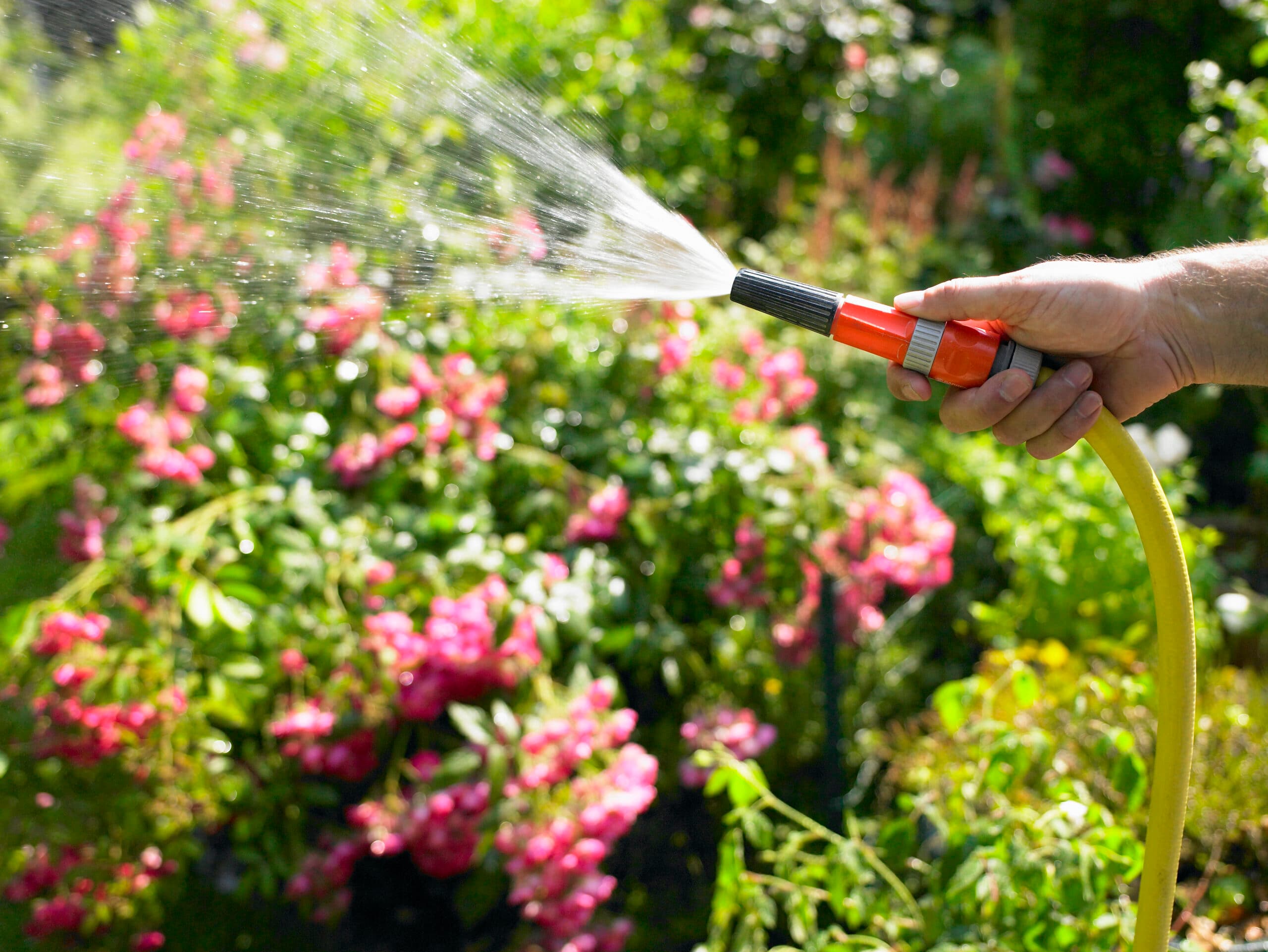 Rosor, blommor, grön, slang, träd, varm, solig, buskar, gräs