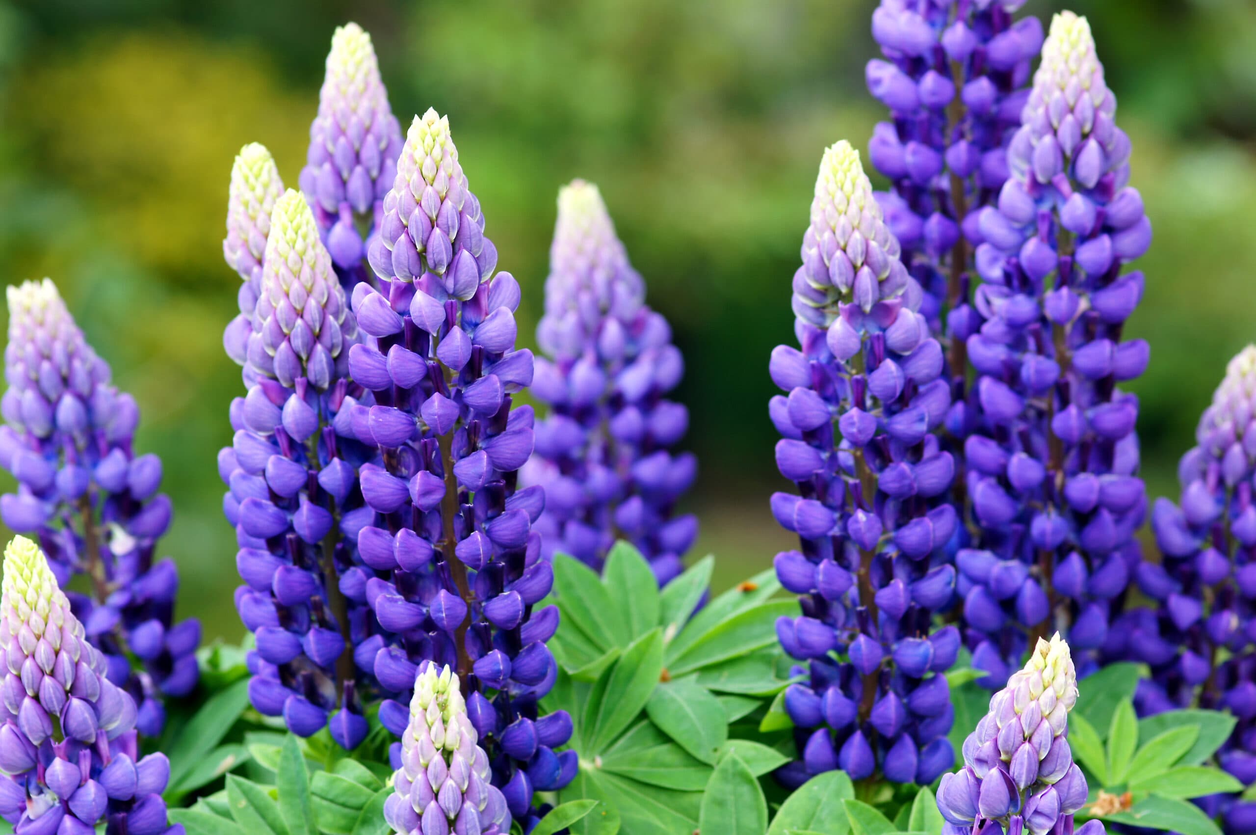 Blommor,invasivel,lila,lupin,sommar,vår