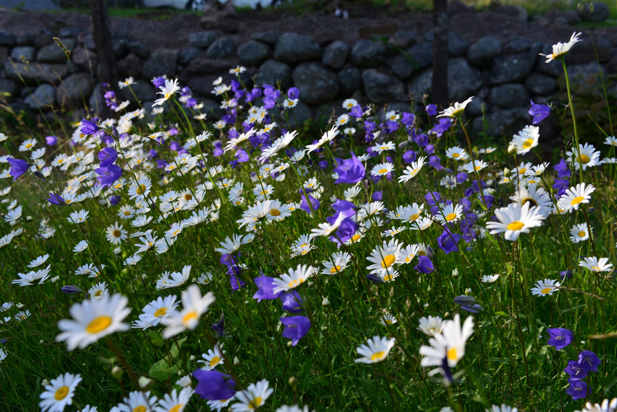 blommande vägkant, blåklocka, mur