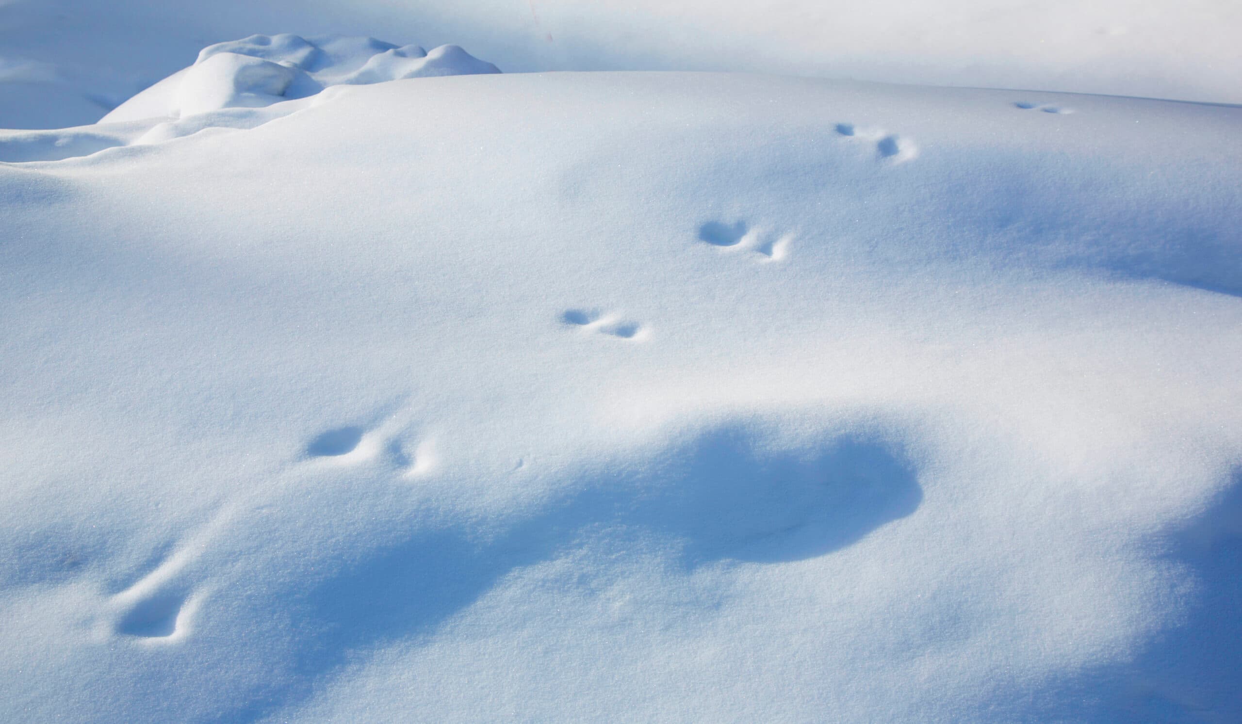 vinter,snö,spår,vit