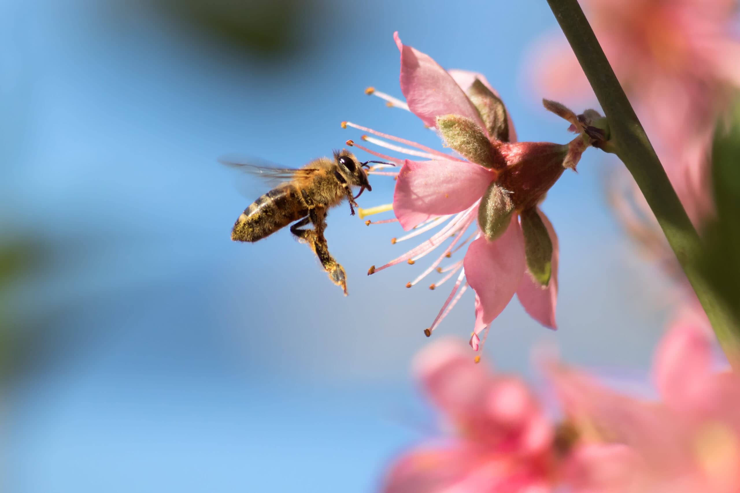 pollinatör,rosa,vår