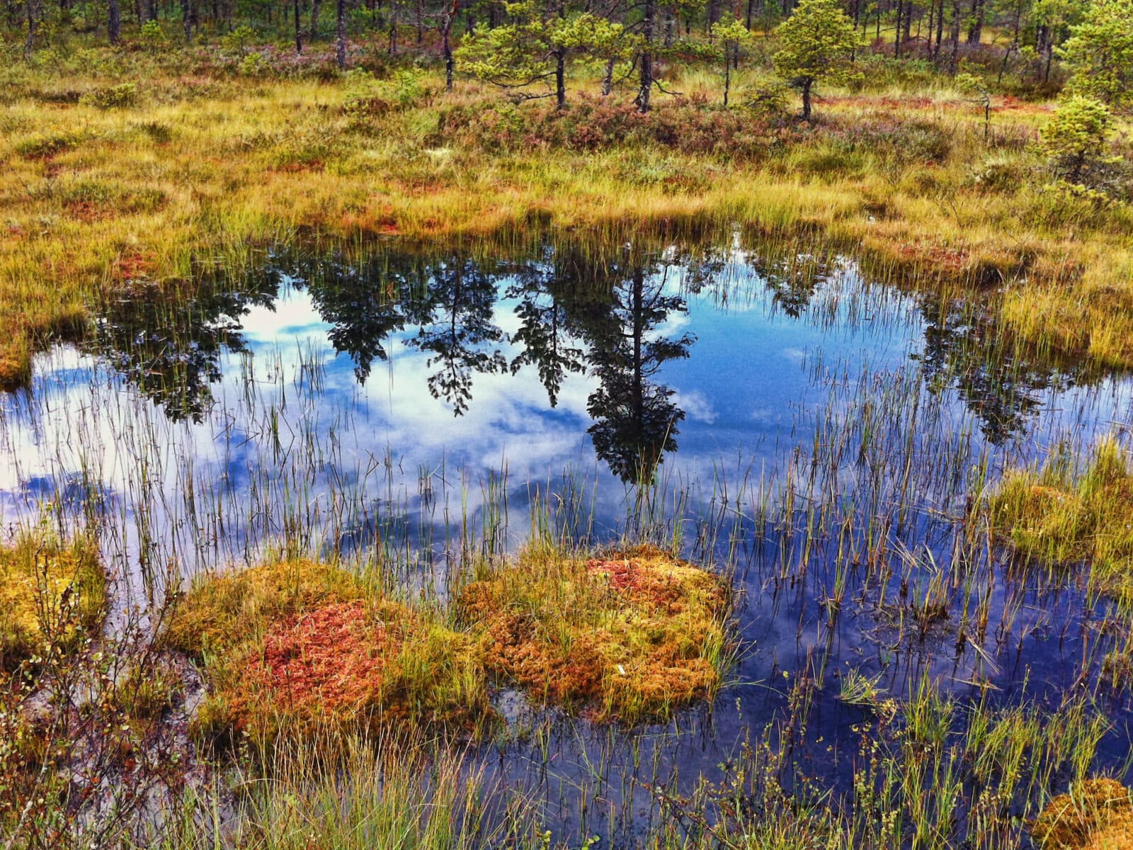 hällefors, landscape, emotion, våtmark, sjö, bog,