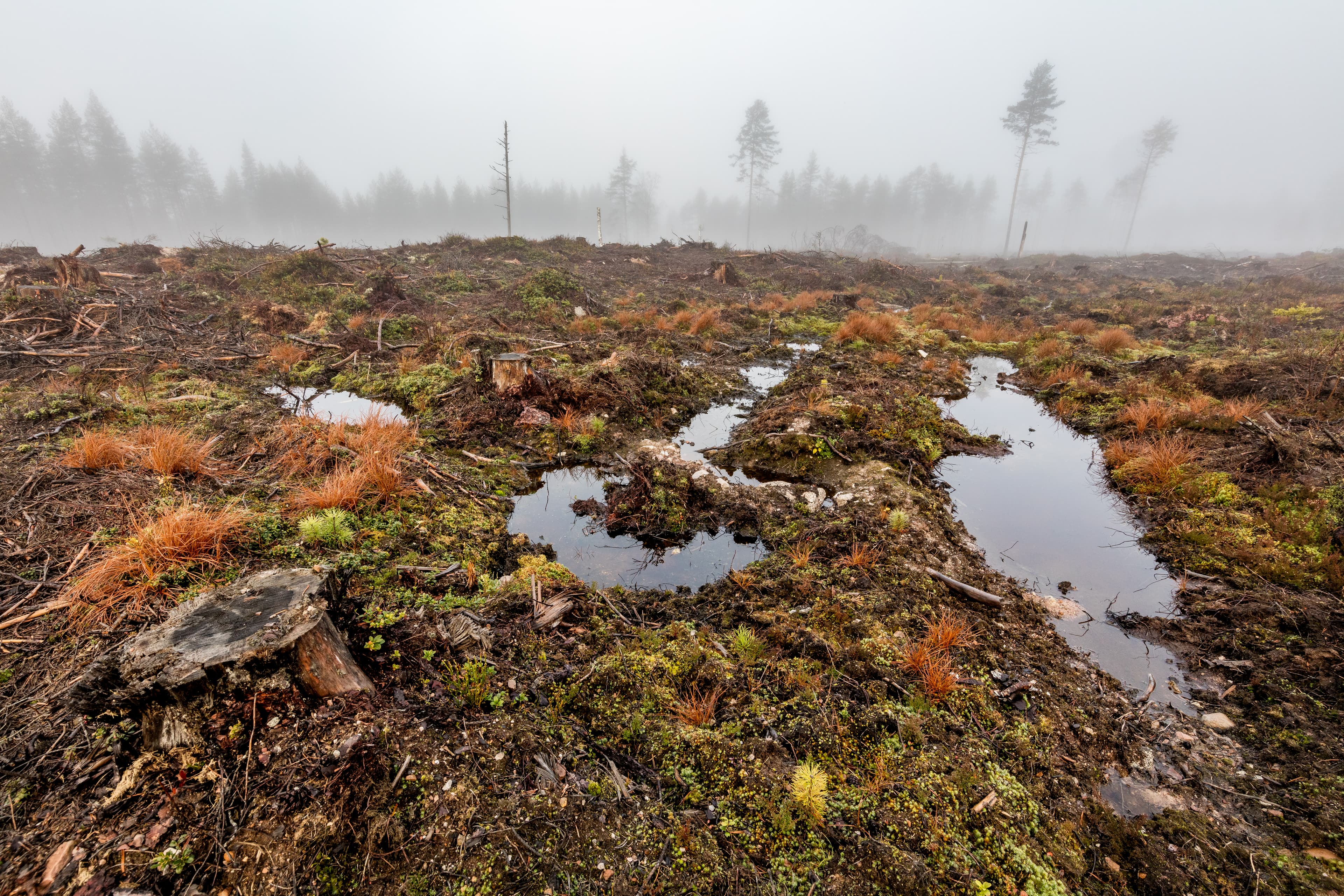 kalhygge,hygge,skog,körskador,dimma