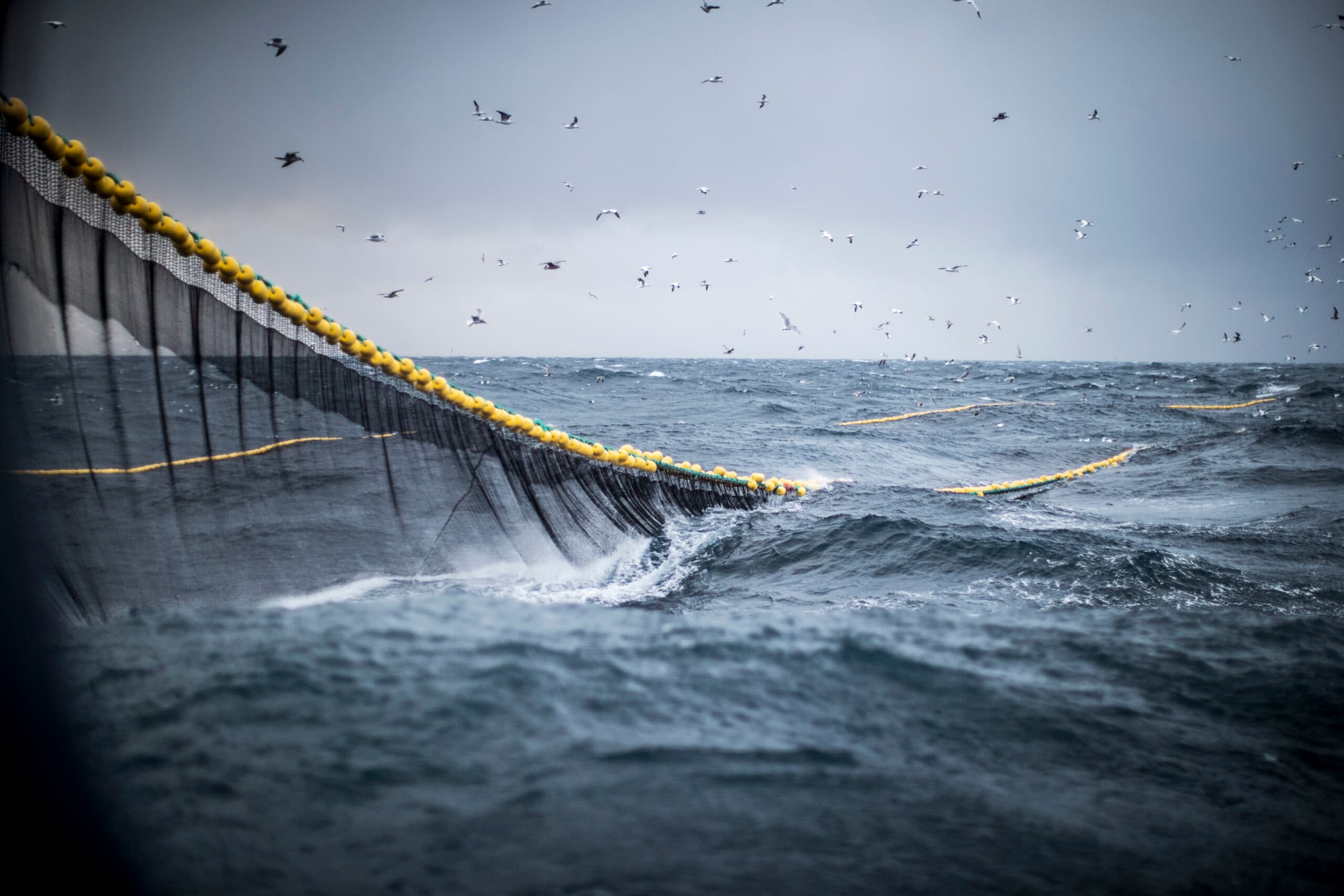 trål,hav,fiske,bottentrålning