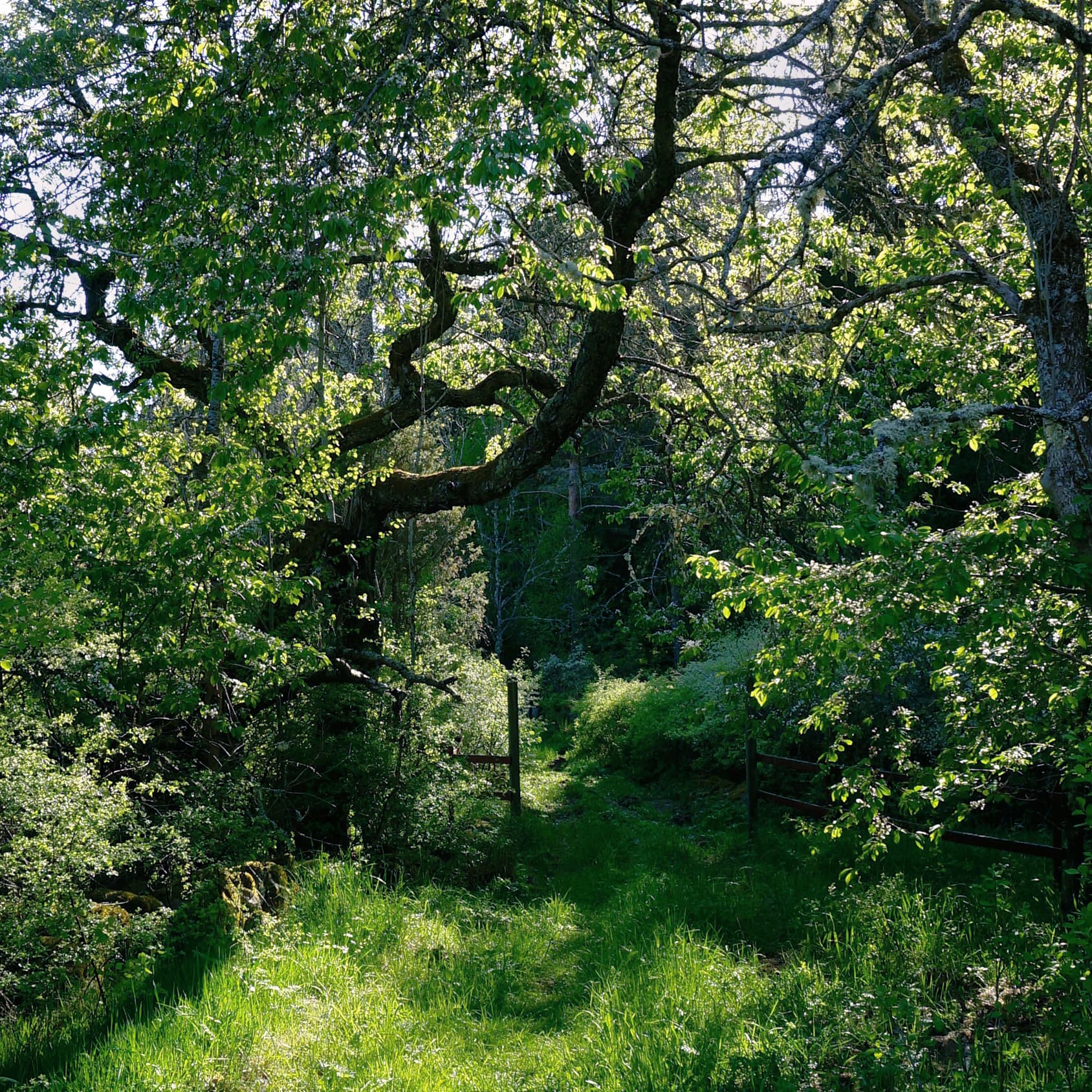 naturstig, skog, stig