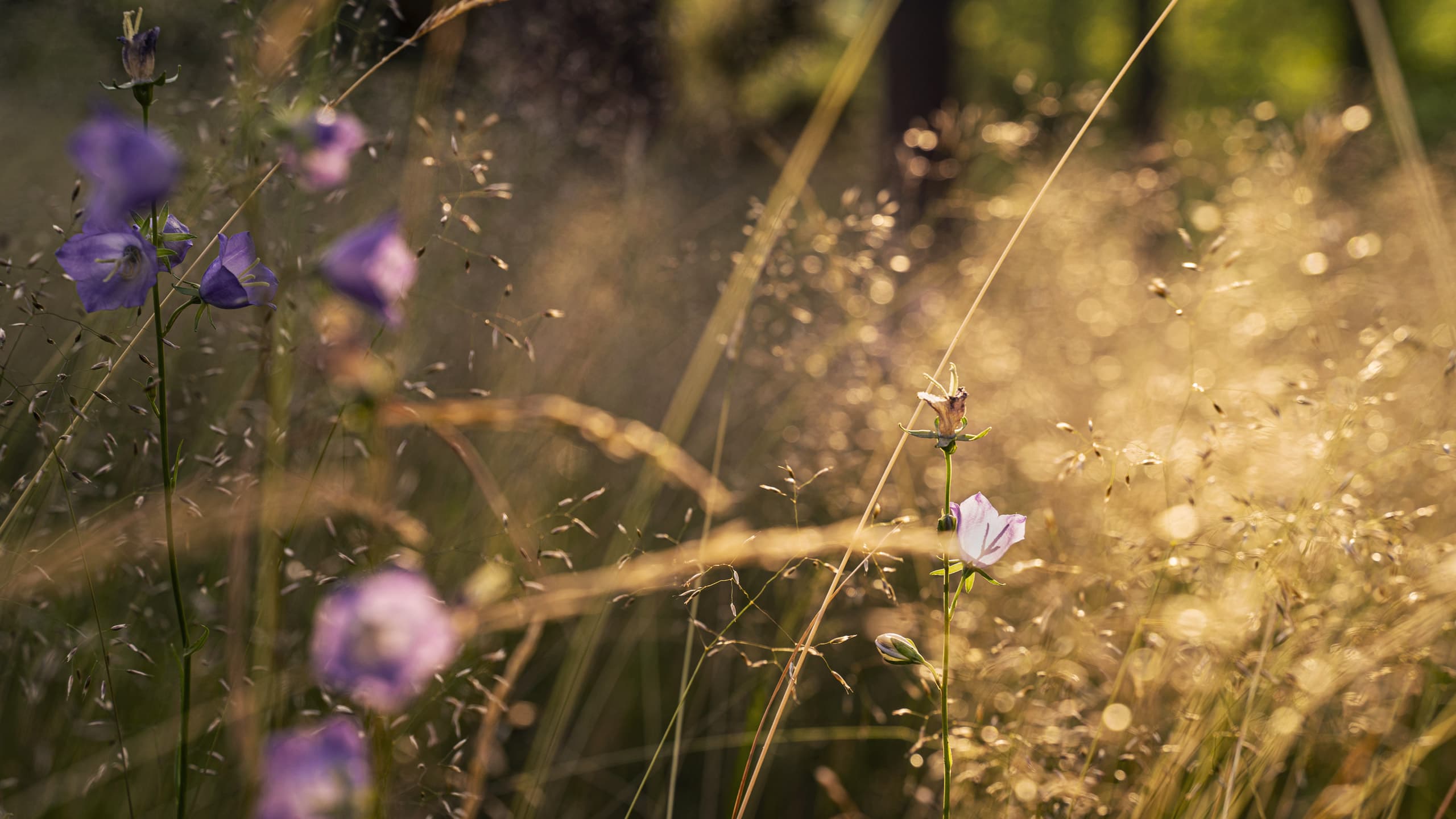 blåklocka, äng, morgonsol, blomsteräng, hage, sommar, Småland