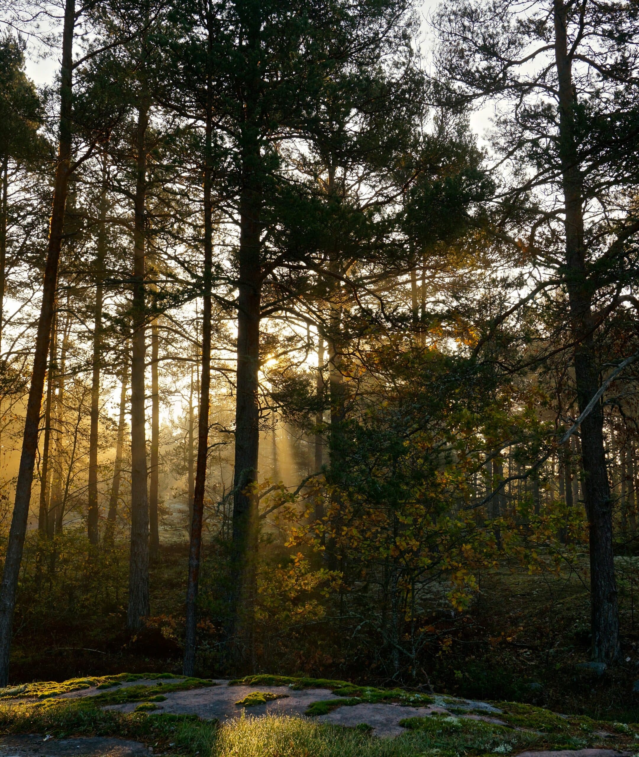 höst,skog,soldis,dimma