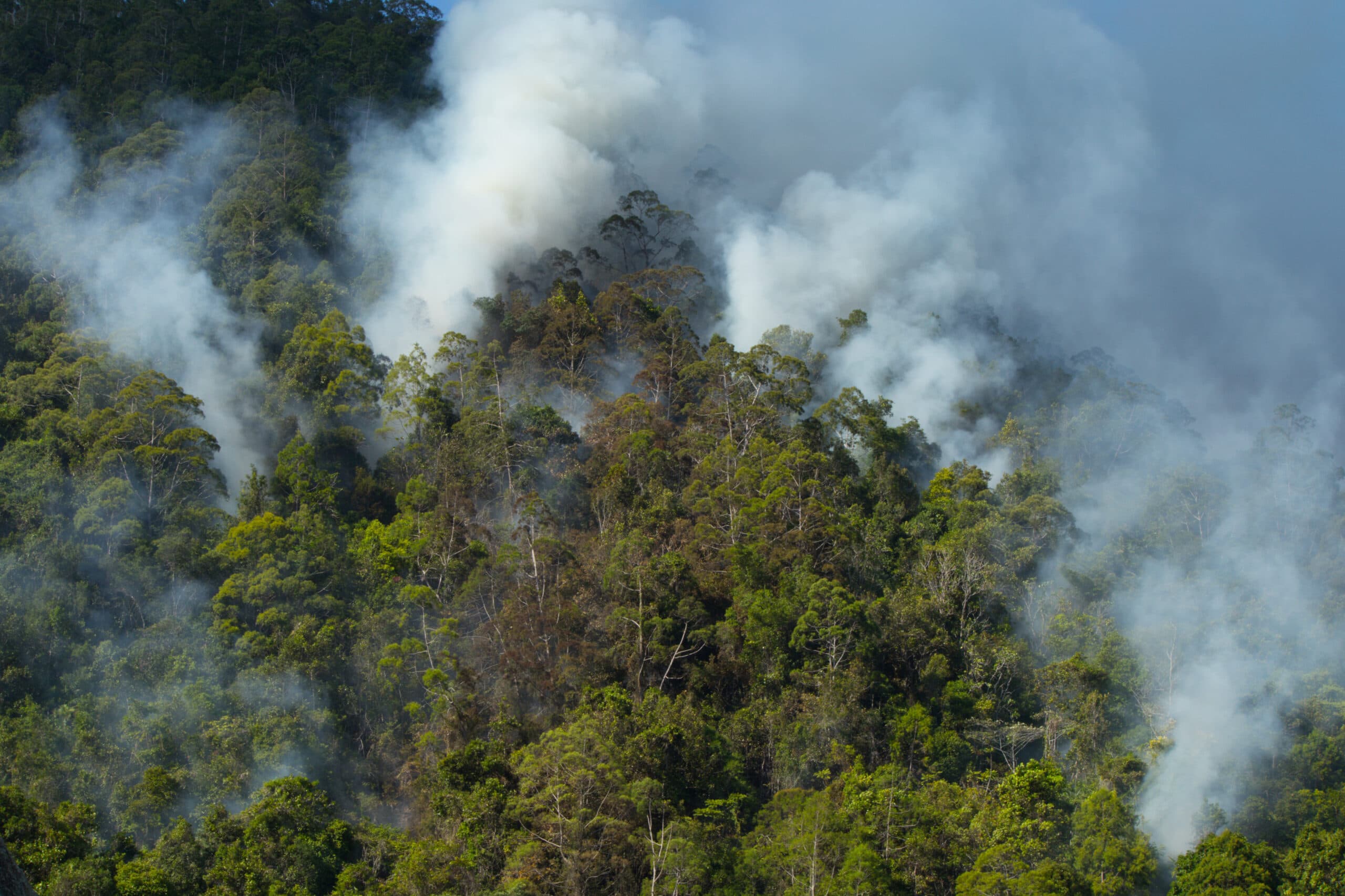 amazonas, aerial, wildfire, Fair Finance Guide rapport, regnskog, skövlad,