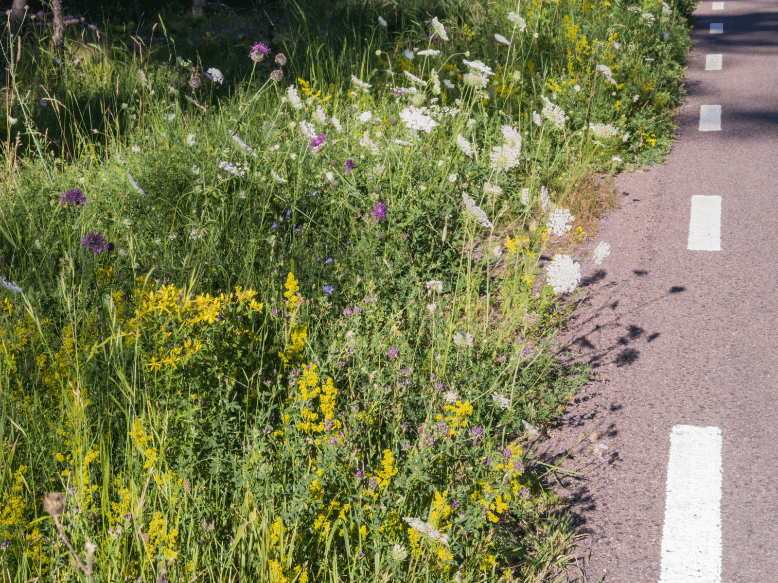 Blommor, vägkant, blomrik, äng, bilväg, biologisk mångfald, väggren, trafik