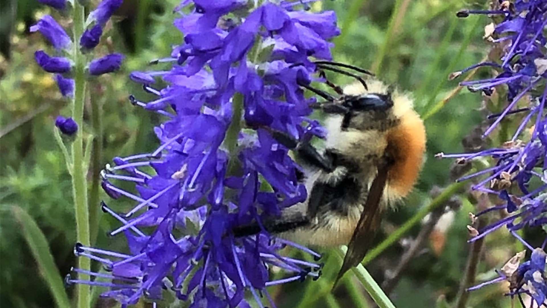 Närbild av en mosshumla på en blomma.