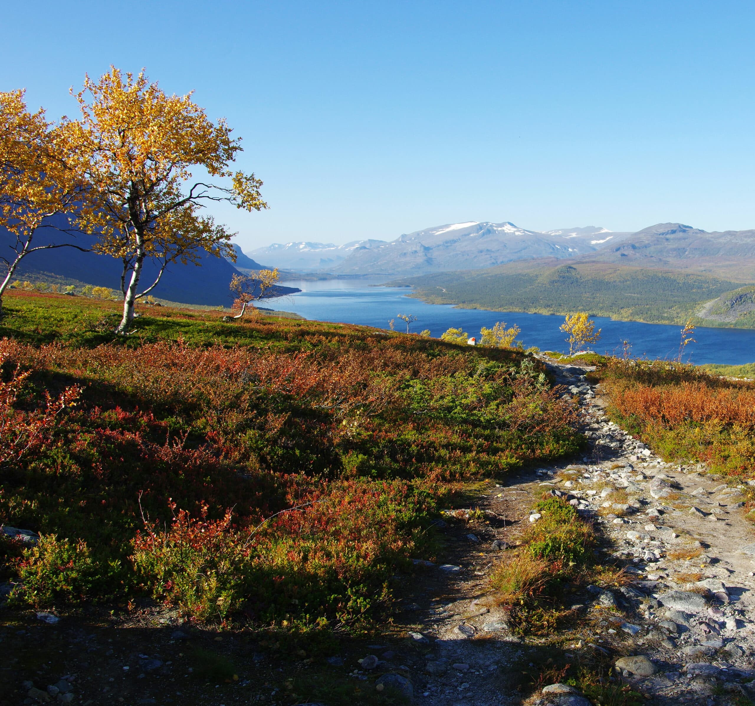 Berg, natur, Norrland, Lappland, vandring, Kungsleden, höst, Sverige, friluftsliv, Sapmi, Saltoluokta, träd, fjäll, fjällen, svensk natur, samer, sjö, fjällsjö, landskap