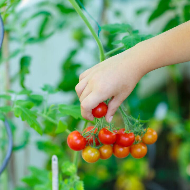 Hand, tomater röd, grön, slang, ekologisk, mogna, växthus, varm, dag