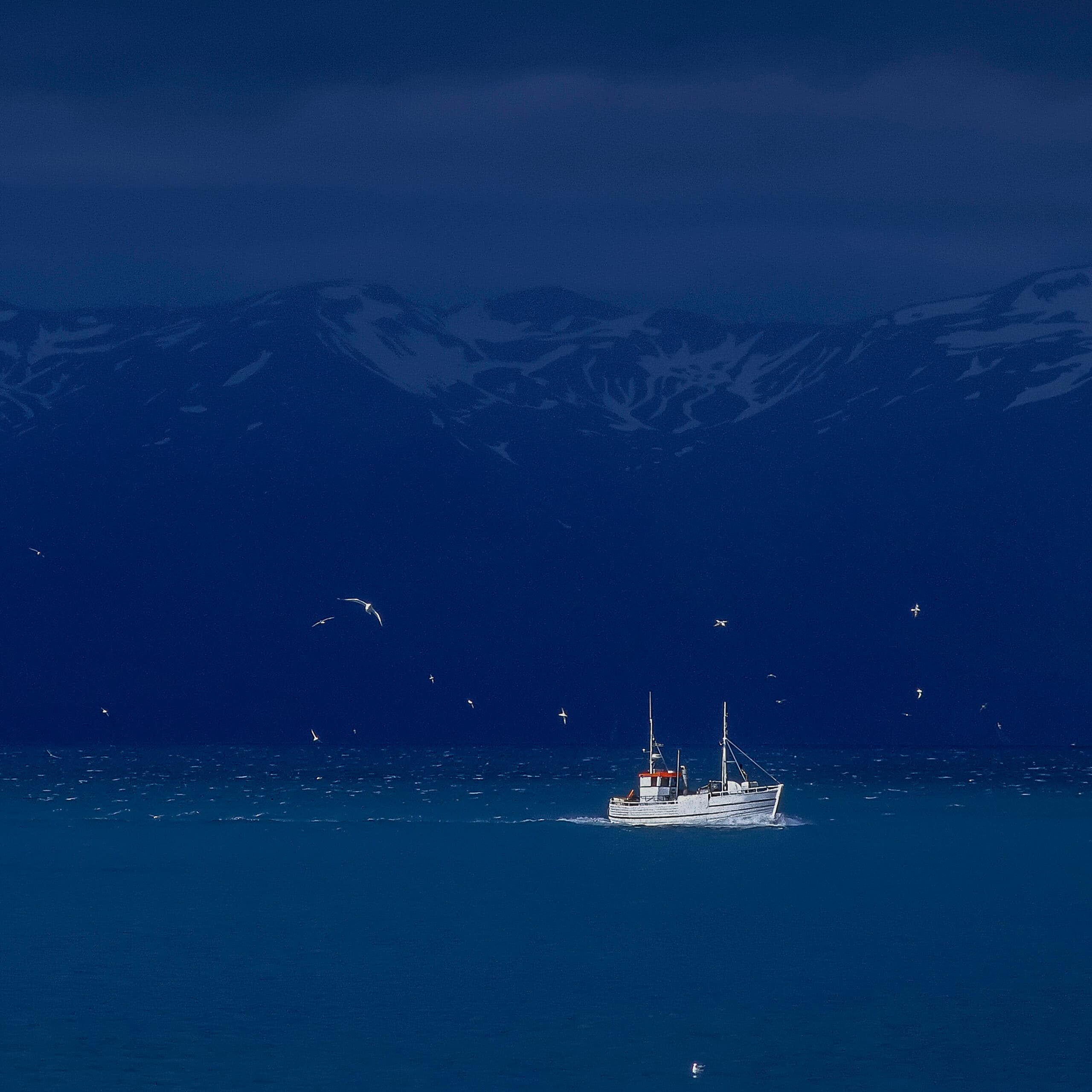 Fiskebåt trålar i havet.