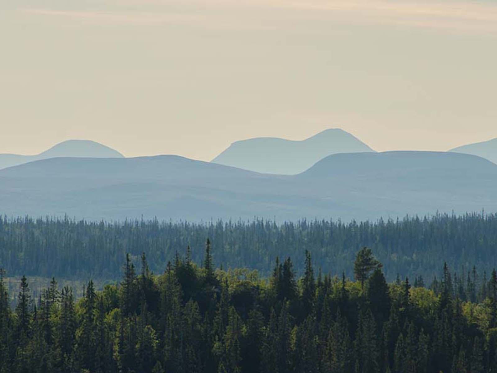 natur, skog, fjäll,