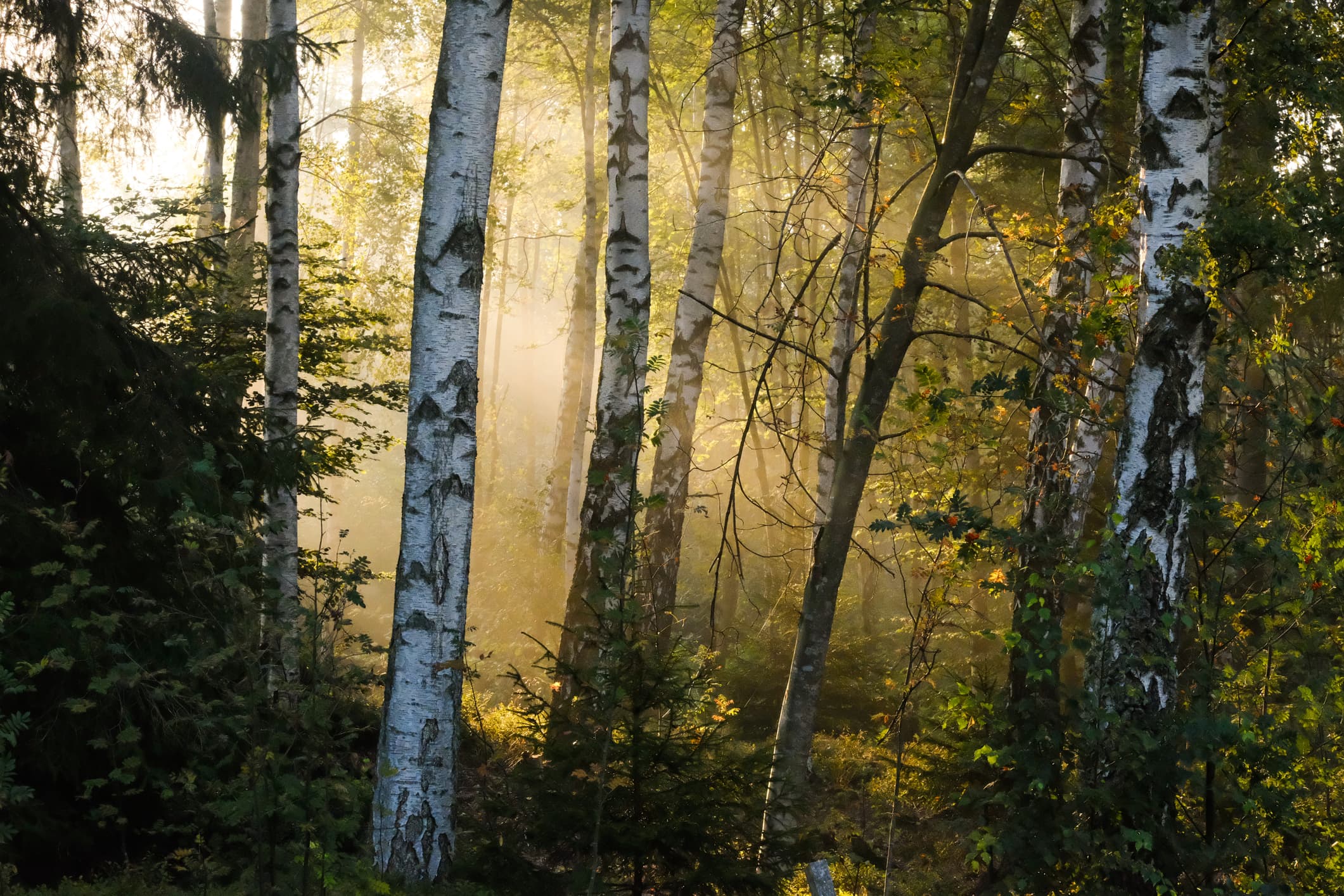 skog, barrträd, lövträd, Sverige, träd