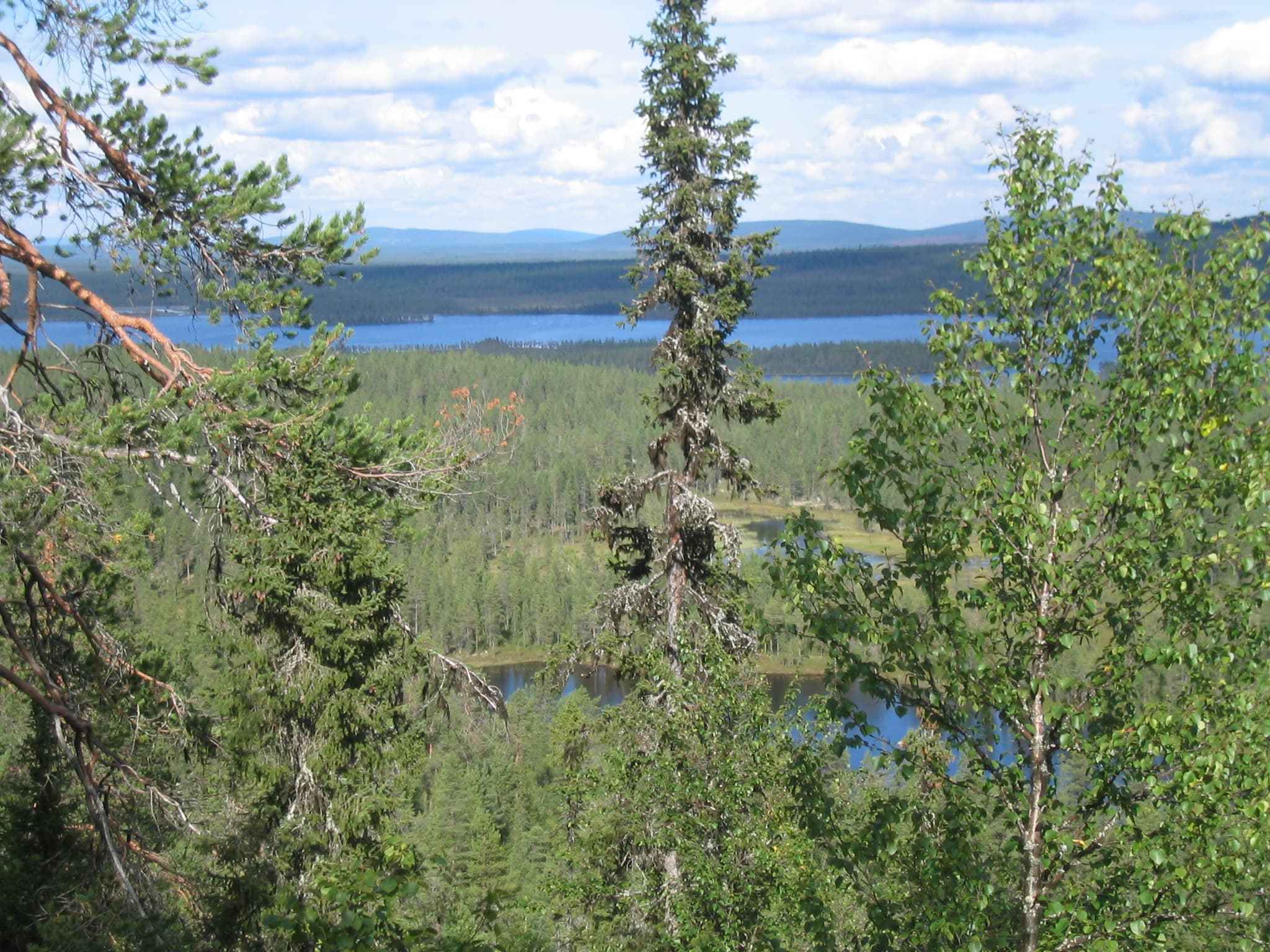 Tät skog med trädtoppar i förgrunden och en insjö och dalar i bakgrunden.