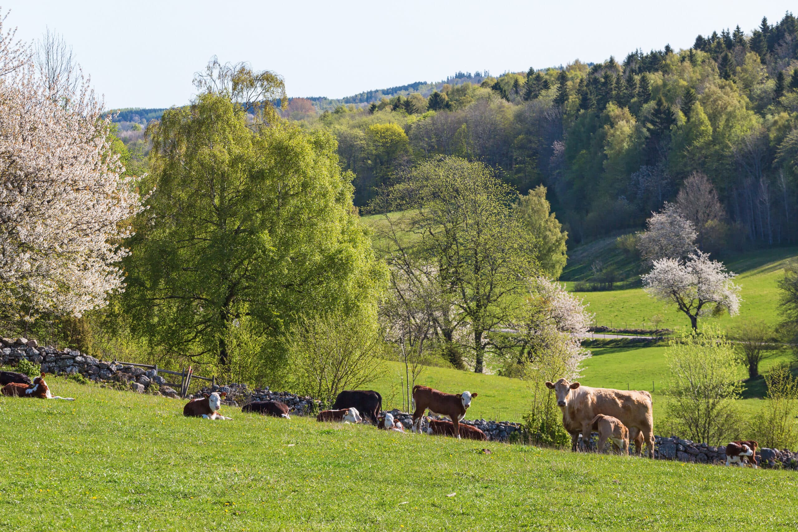 Cows grazing and lying down in the rural landscape