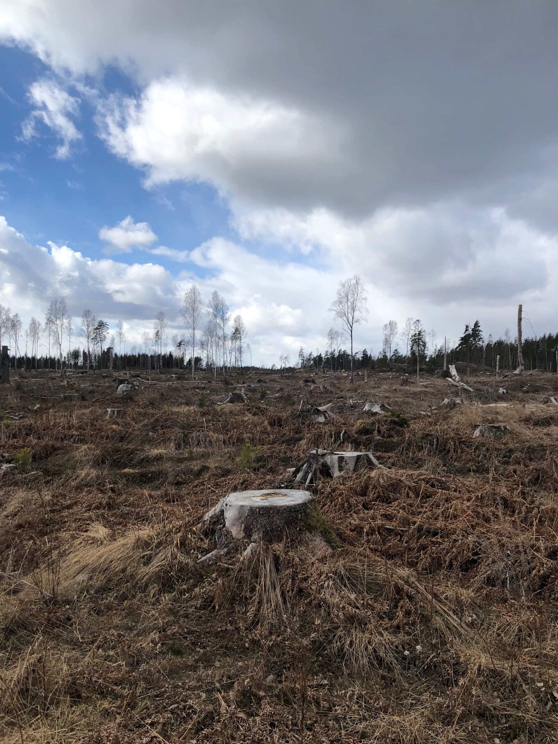 Stående bild kalhygge vid kaggenäs. Bild är tagen med mobiltelefon.