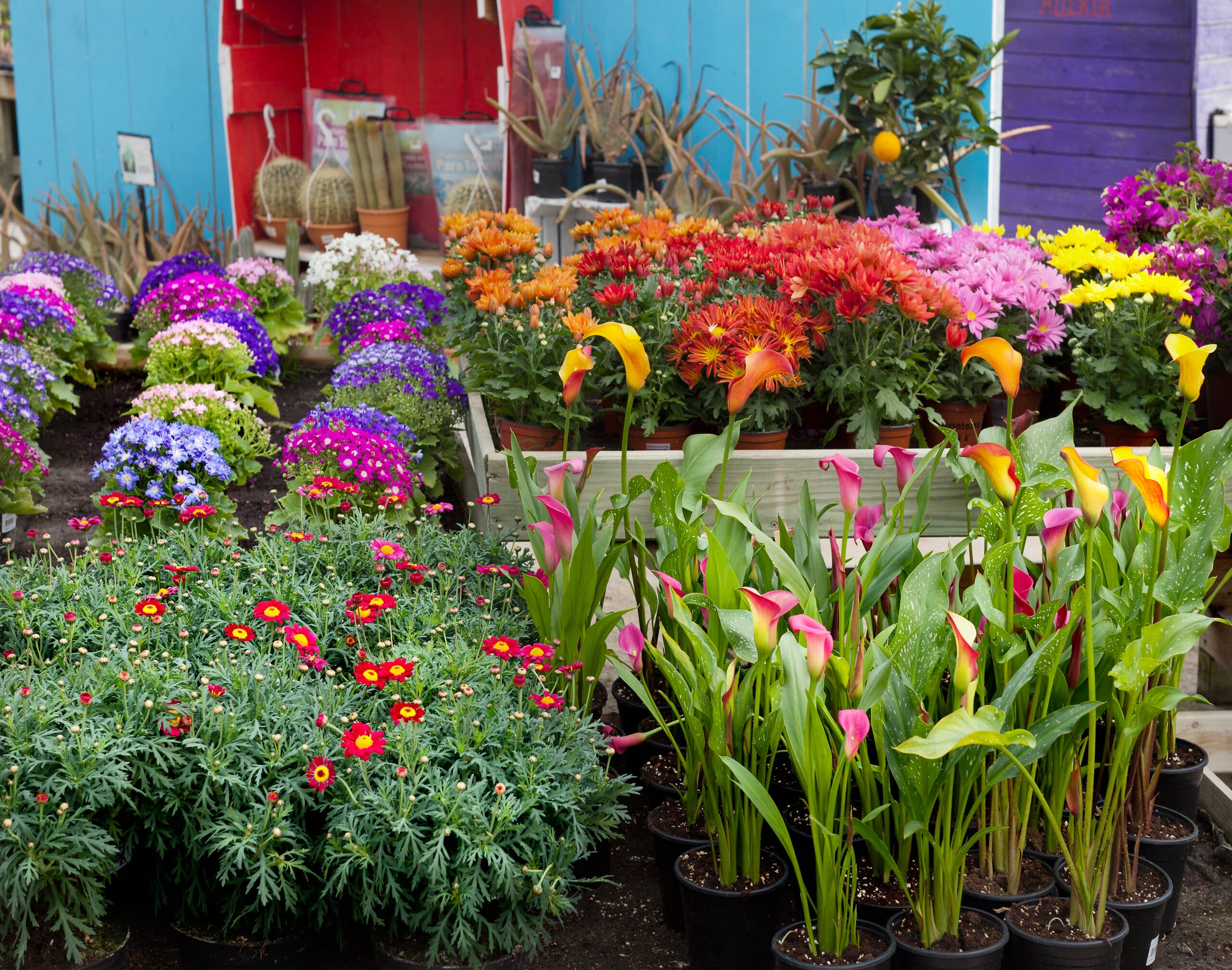 Bilden visar en färgglad blomstermarknad eller plantskola. I förgrunden ser vi flera krukor med olika sorters bivänliga blommor, bland annat röda blommor med gult centrum och gröna blad, samt rosa calla liljor. Bakom dessa finns fler blommor i olika höjder och färger, inklusive lila, gula och orange nyanser. I bakgrunden syns en del av en röd och en blå trästruktur, troligen försäljningsstånd eller skjul, och några trädgårdsredskap. Atmosfären verkar vara livlig och inbjudande för trädgårdsentusiaster.