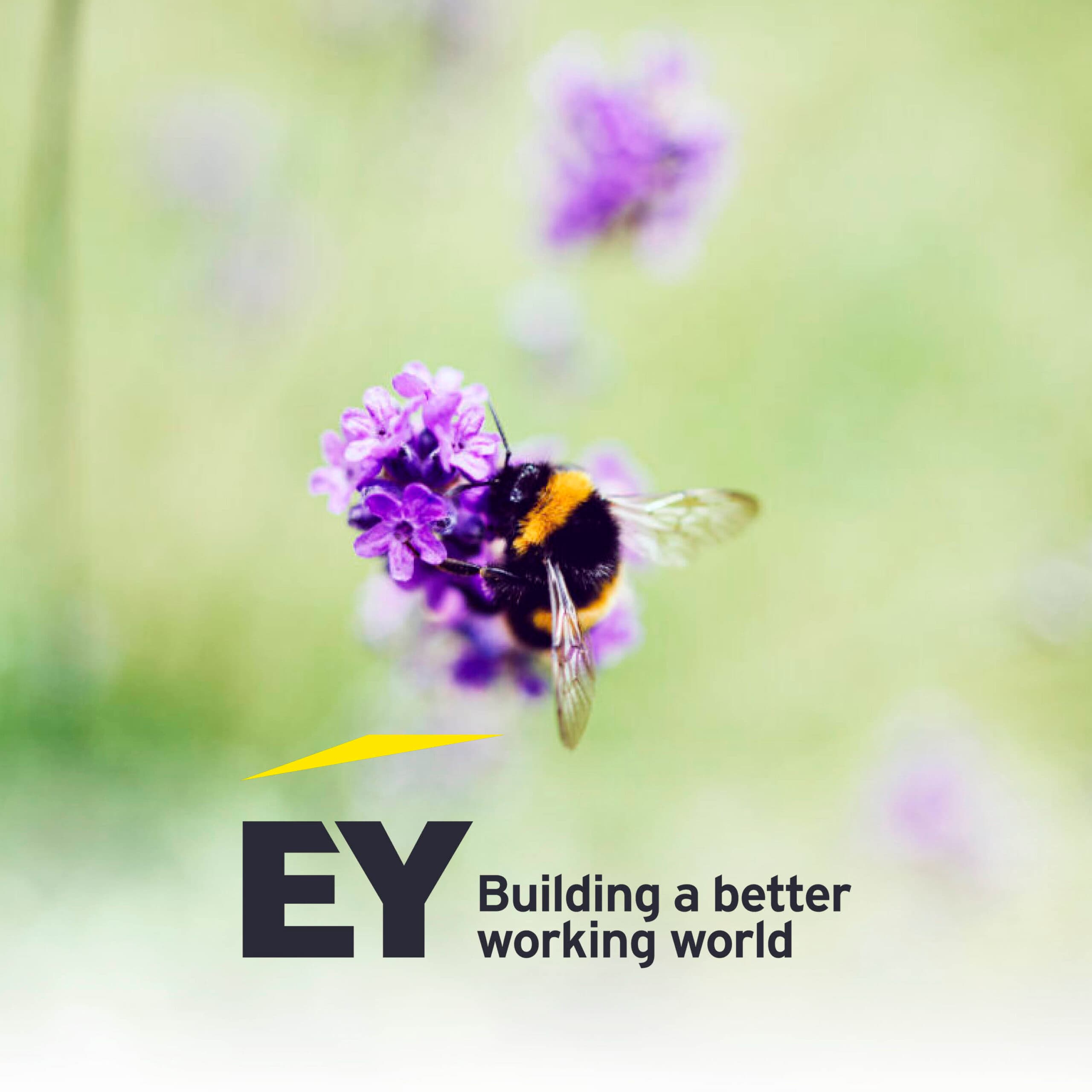 Artikelbild Ernst & Young