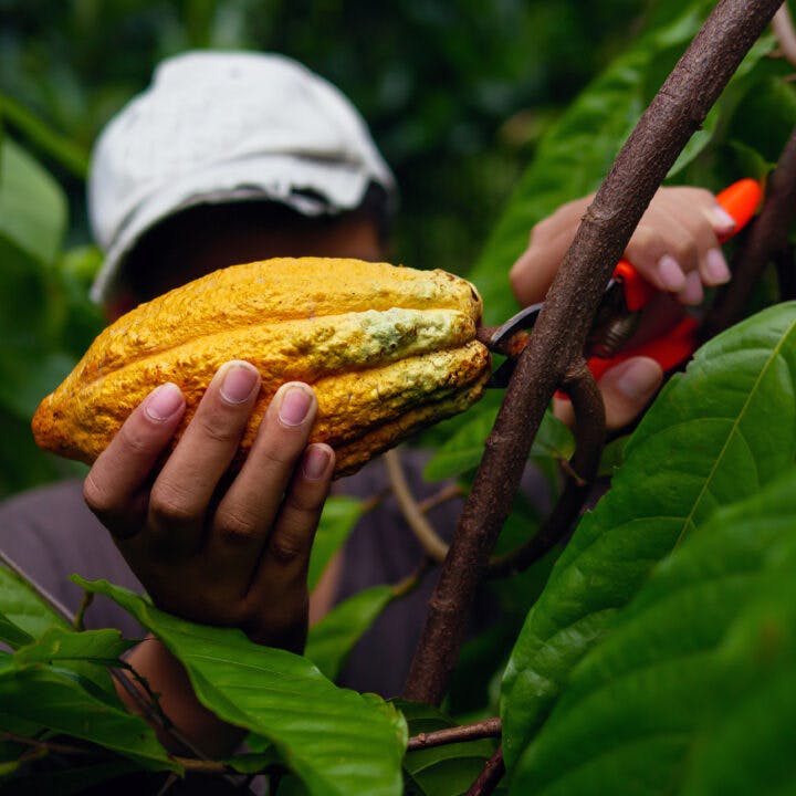 Kakaoodlare skördar kakao som odlas i regnskogsområden
