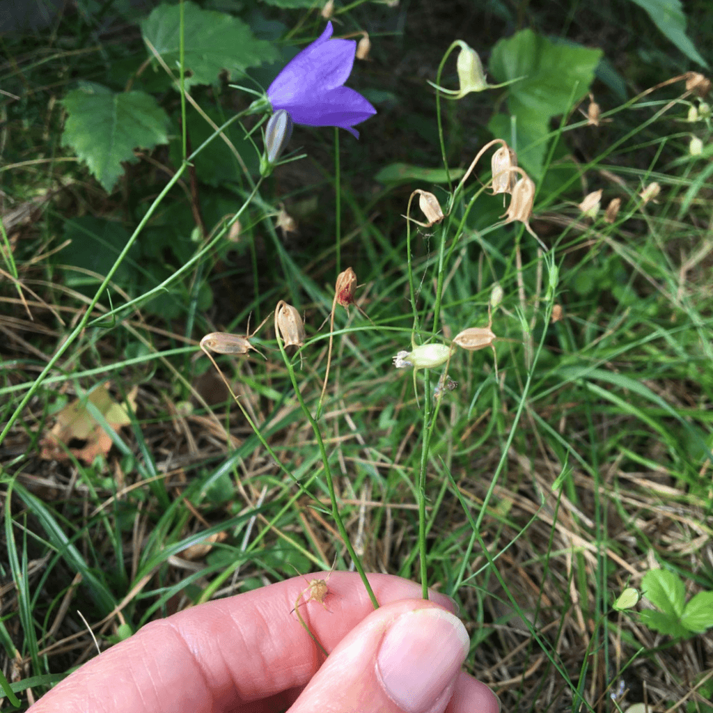 Hand som samlar frön från blomman liten blåklocka.