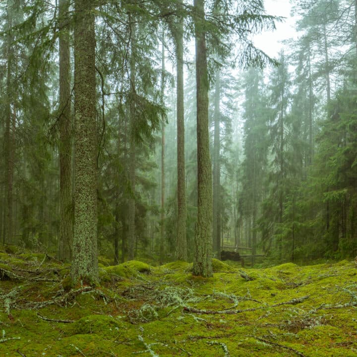 Gammal skog