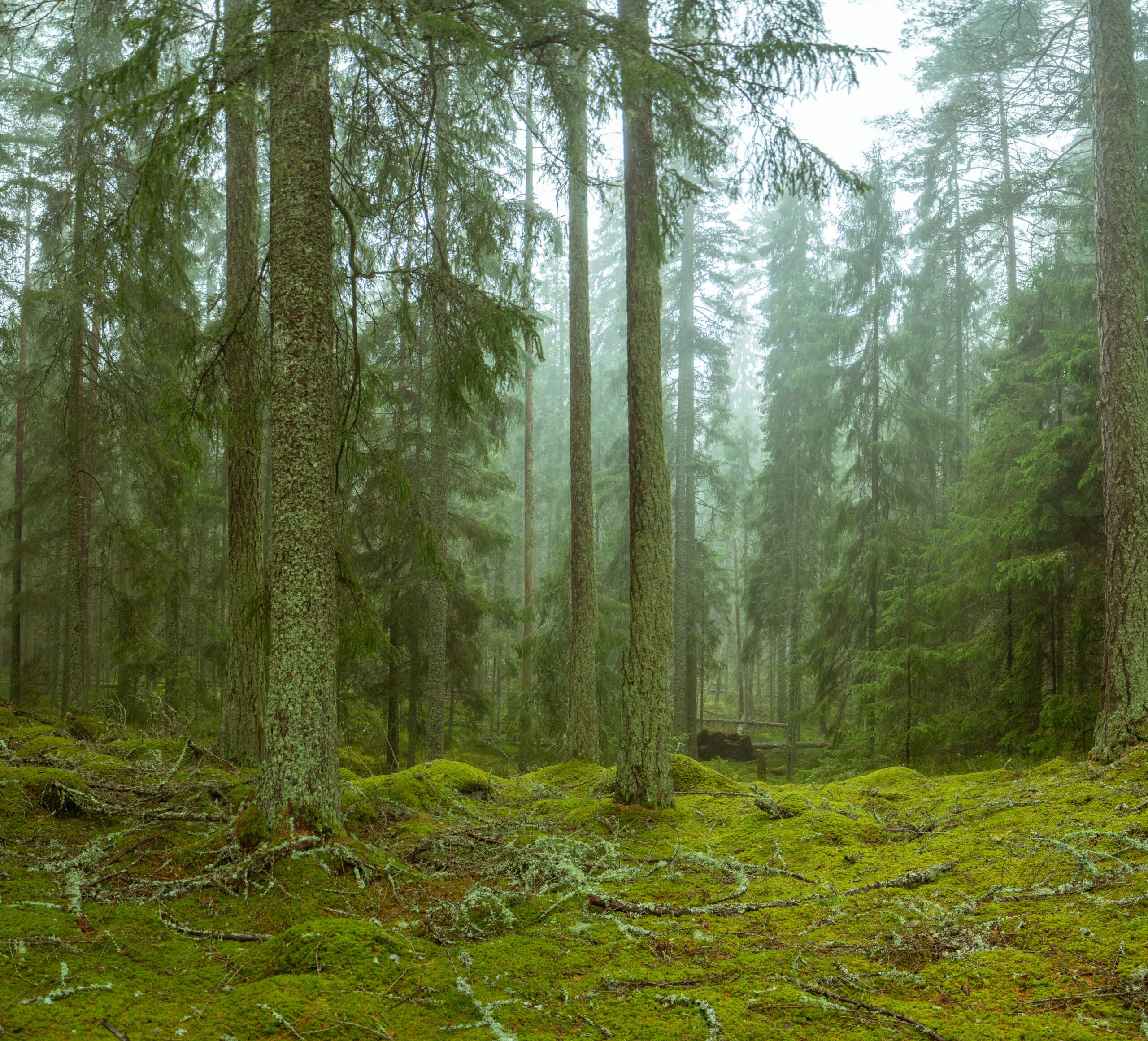 Gammal skog