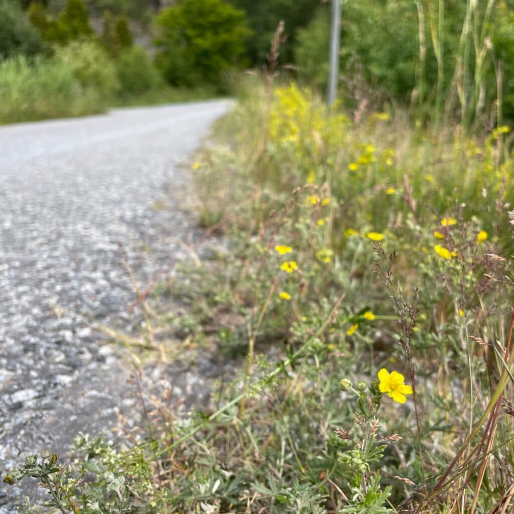 Blomrik vägkant