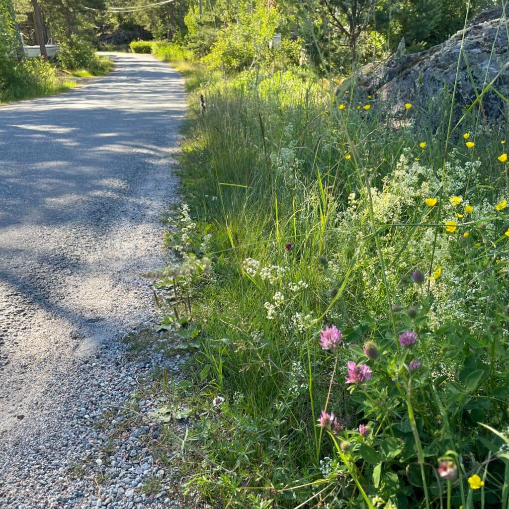 Blomrik vägkant